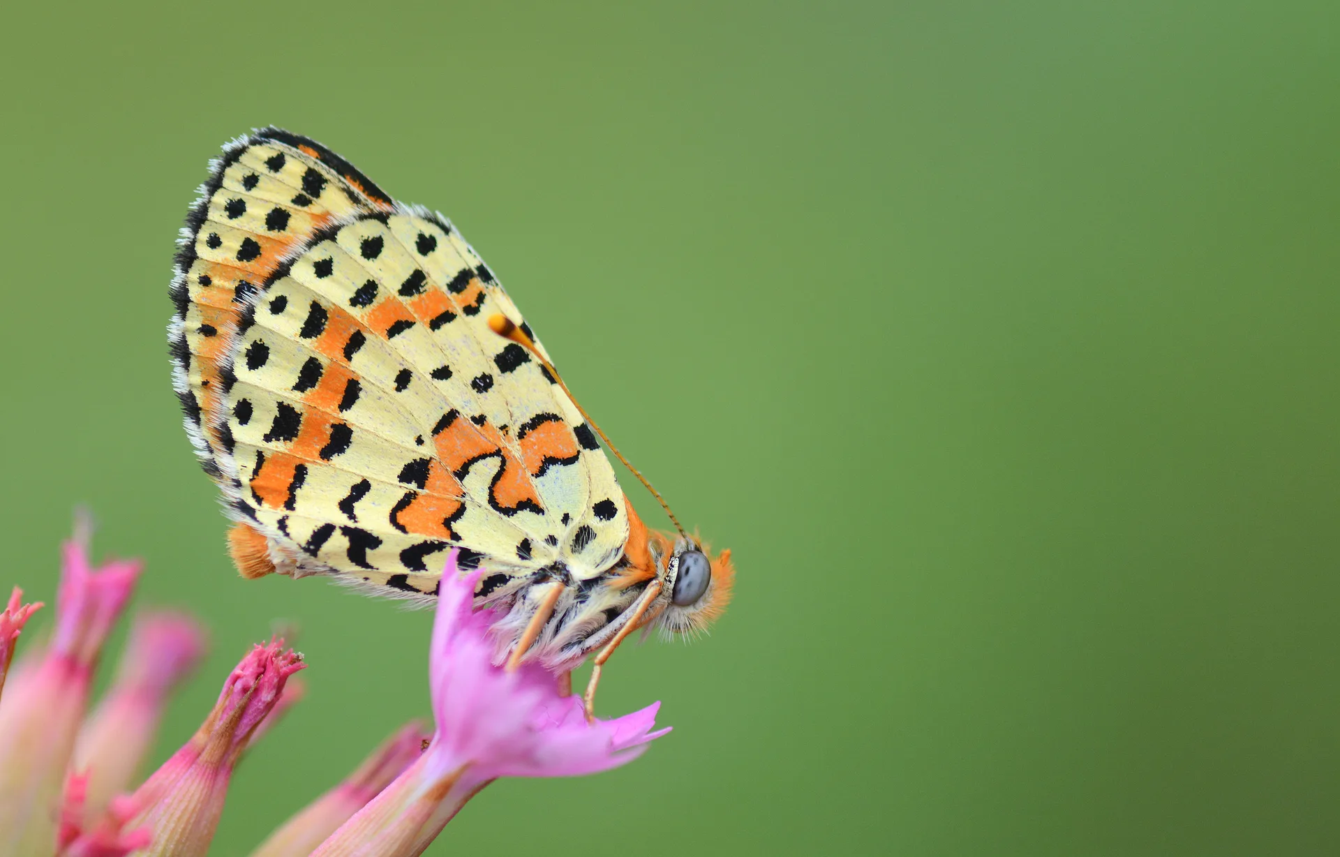 Melitaea didyma (Benekli Ä°parhan) butterfly photo