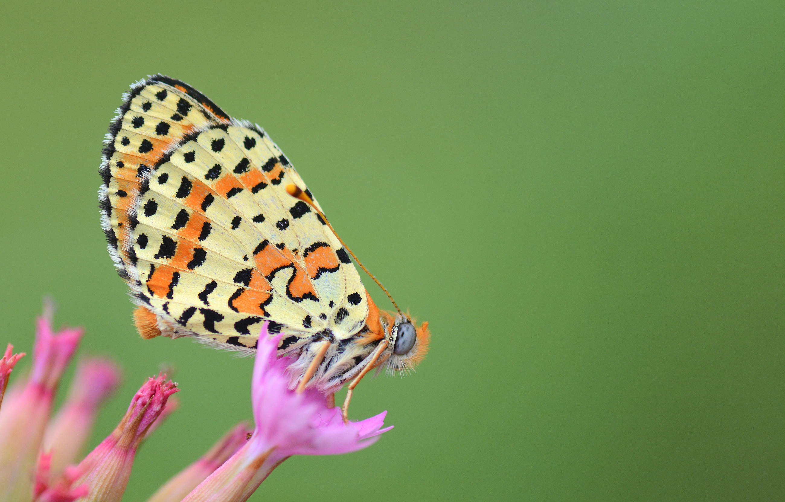Melitaea didyma (Benekli İparhan) butterfly photo