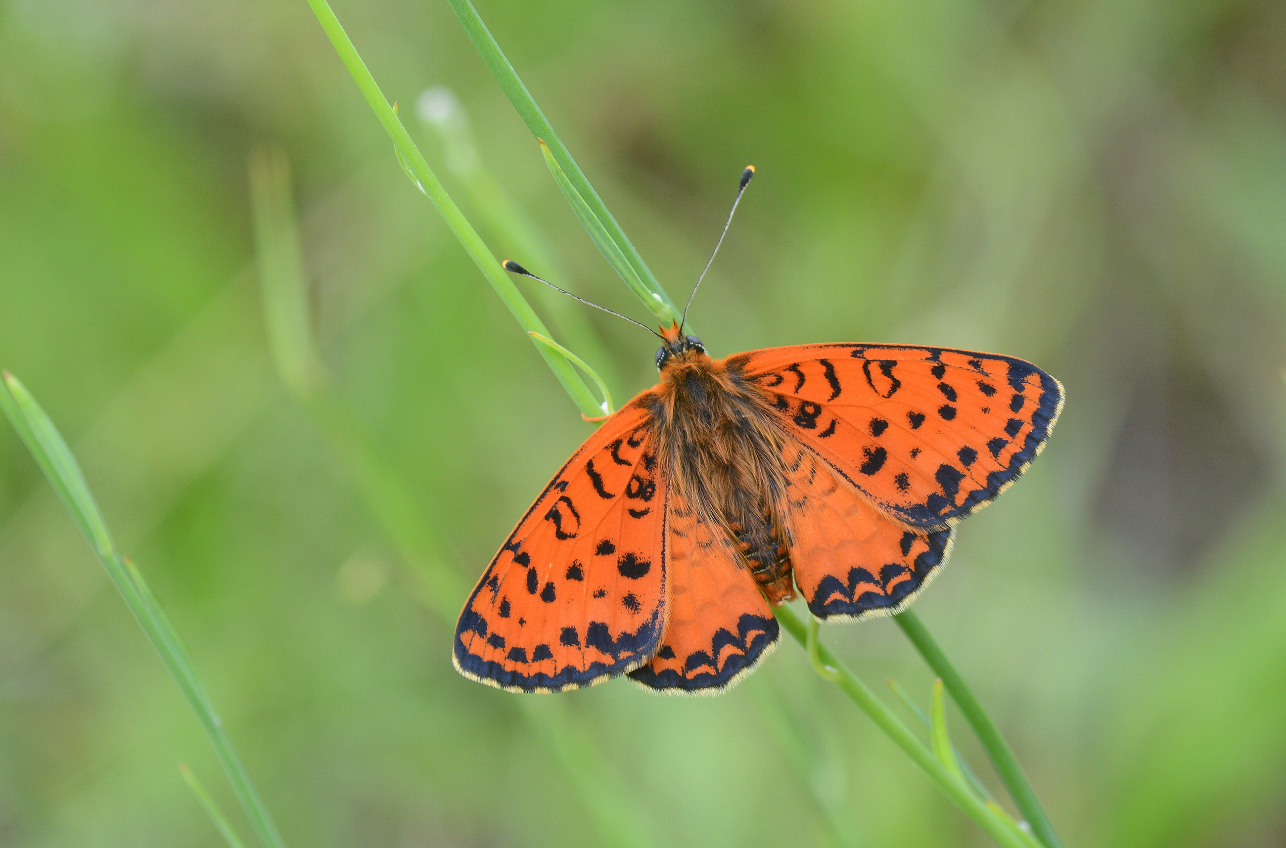 Melitaea interrupta (Kafkasyalı İparhan) butterfly photo