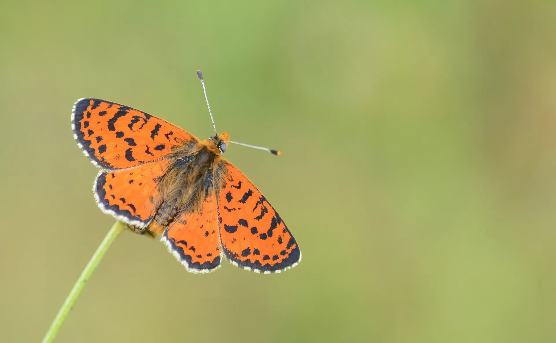 Melitaea interrupta (KafkasyalÄ± Ä°parhan) butterfly photo