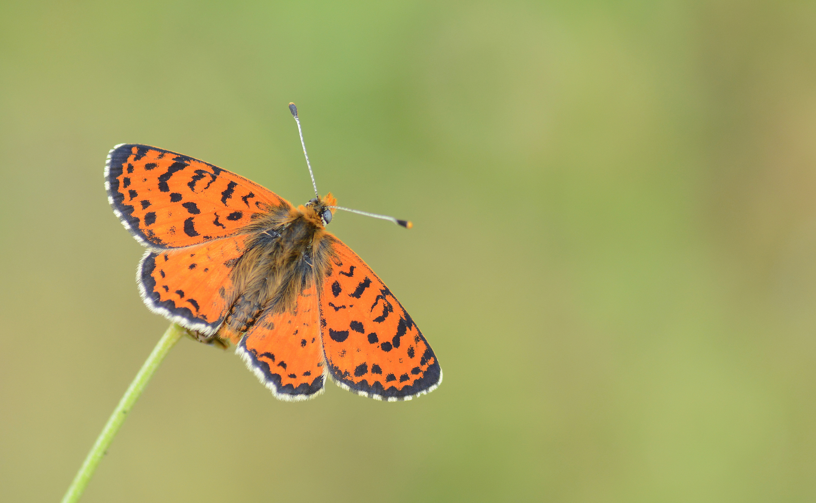Melitaea interrupta (Kafkasyalı İparhan) butterfly photo