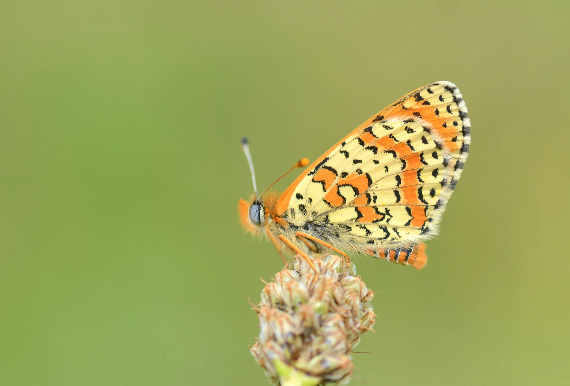 Melitaea interrupta (KafkasyalÄ± Ä°parhan) butterfly photo
