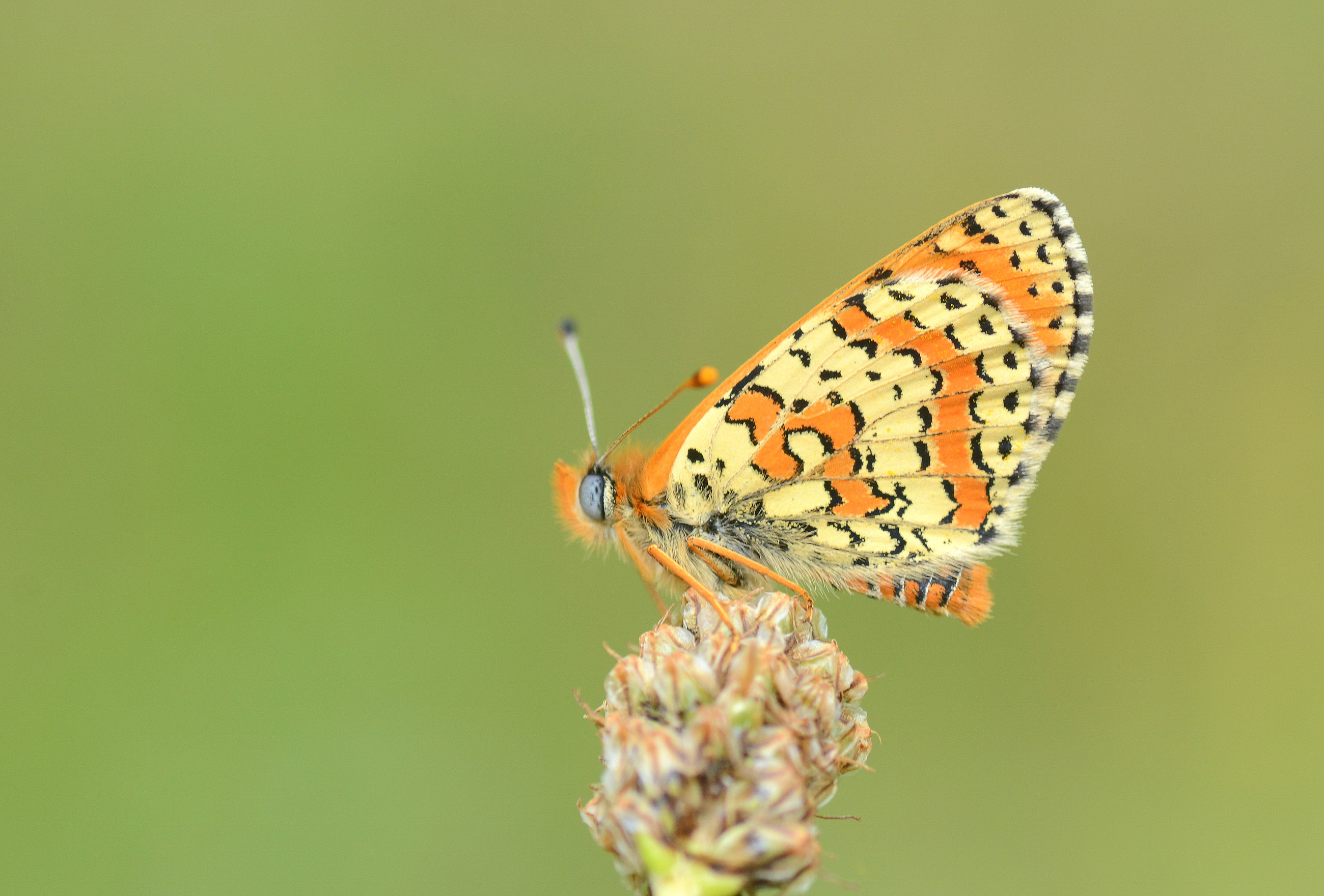 Melitaea interrupta (Kafkasyalı İparhan) butterfly photo