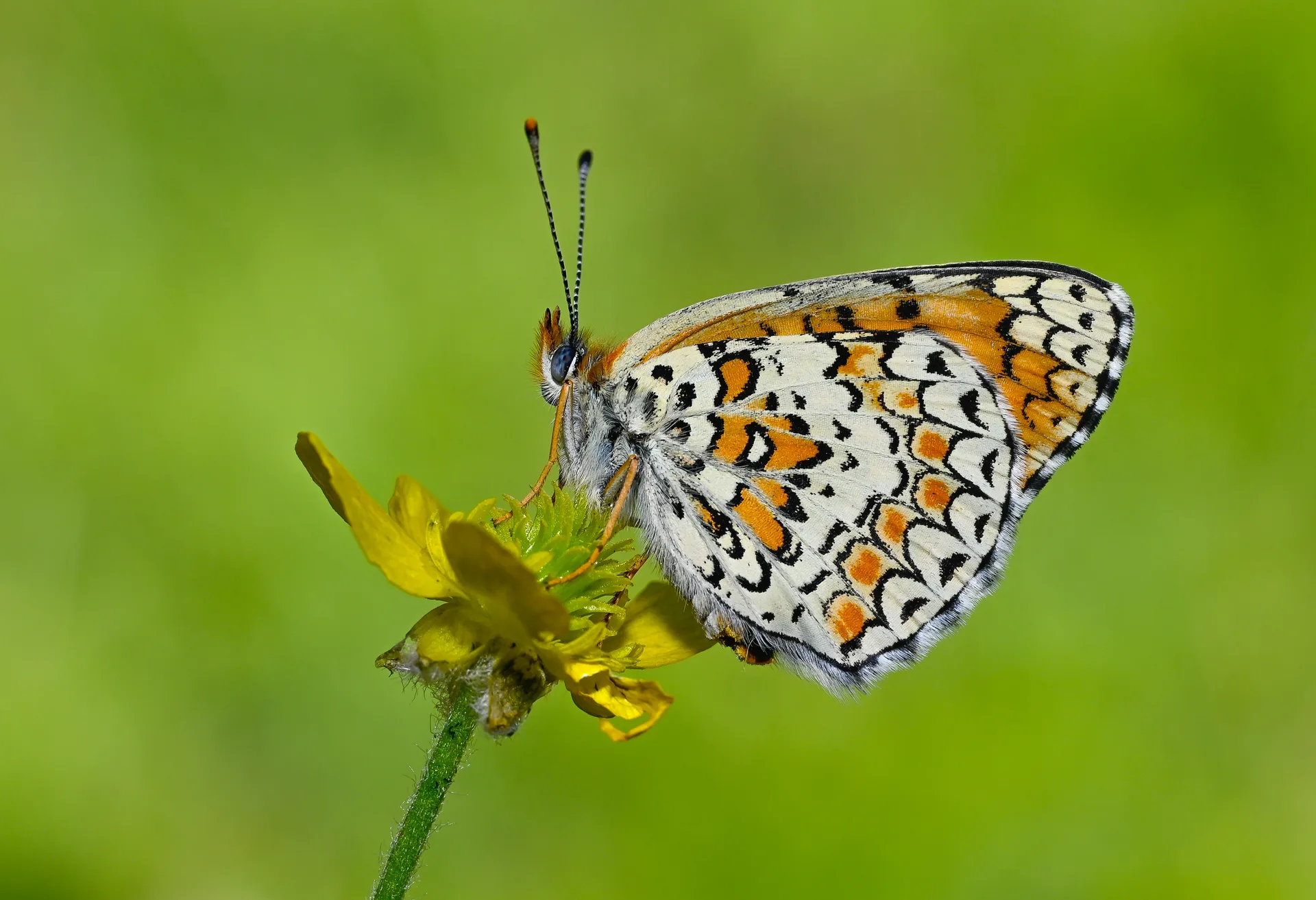 Melitaea ornata butterfly photo