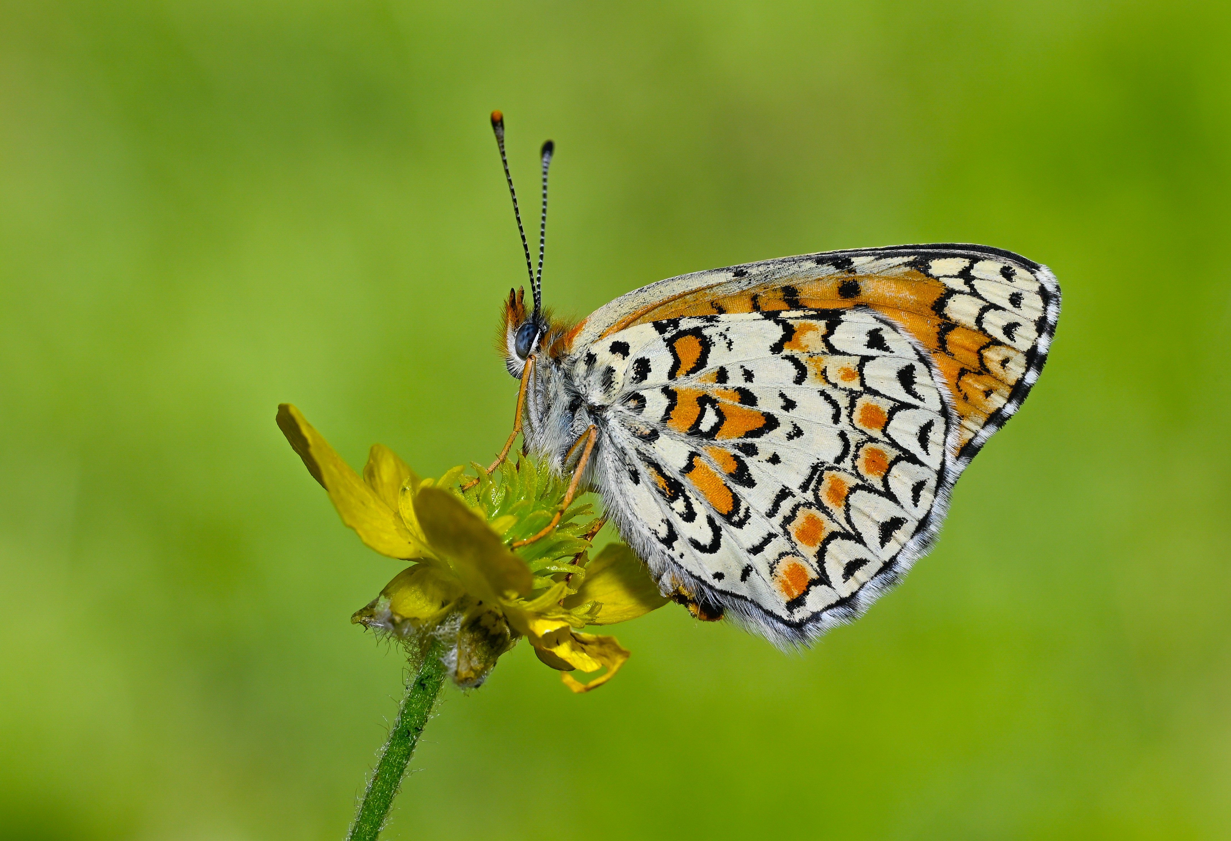 Melitaea ornata butterfly photo