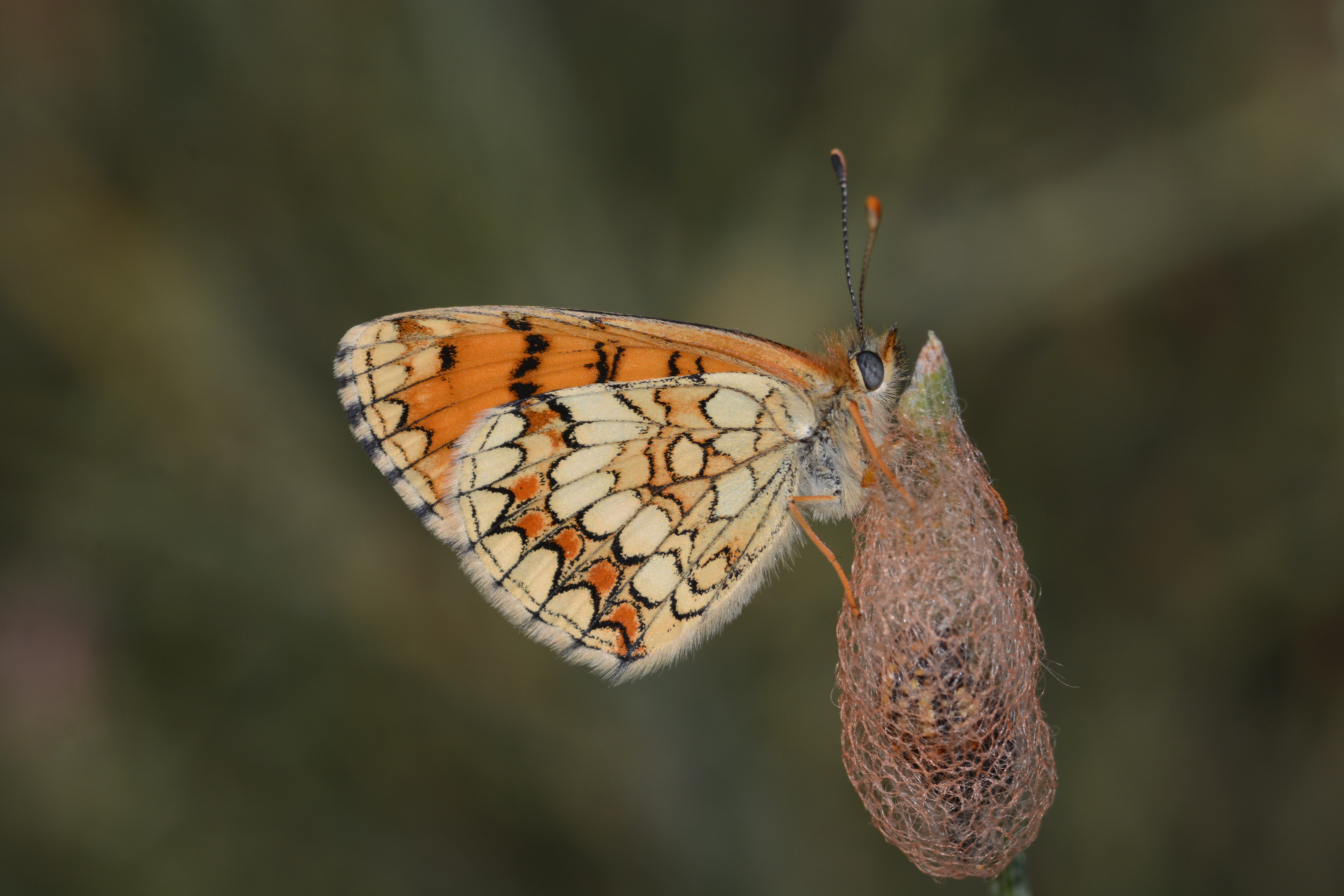 Melitaea parthenoides butterfly photo
