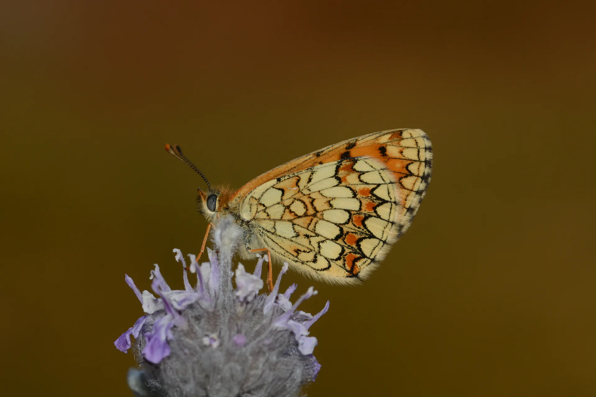 Melitaea parthenoides butterfly photo
