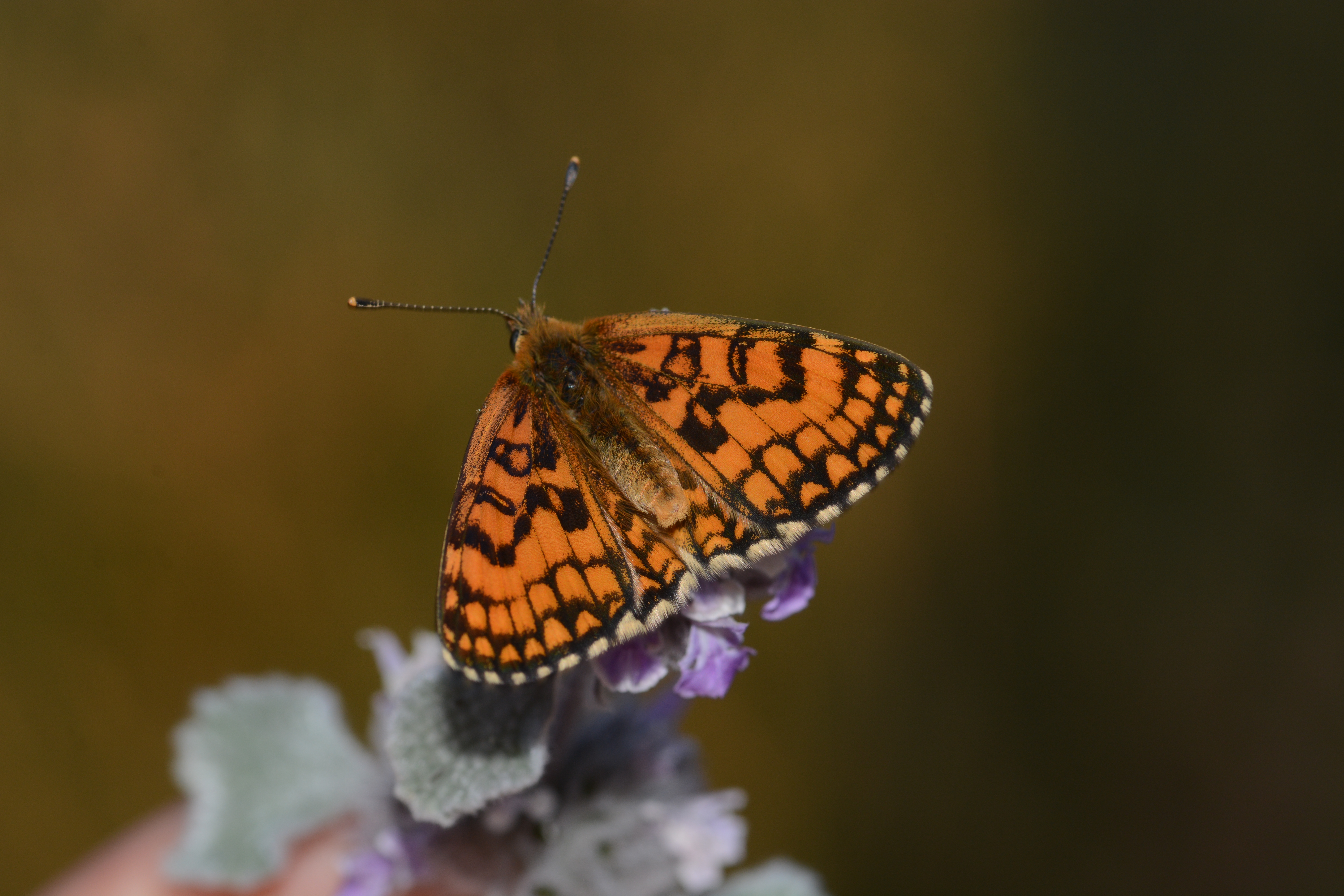 Melitaea parthenoides butterfly photo
