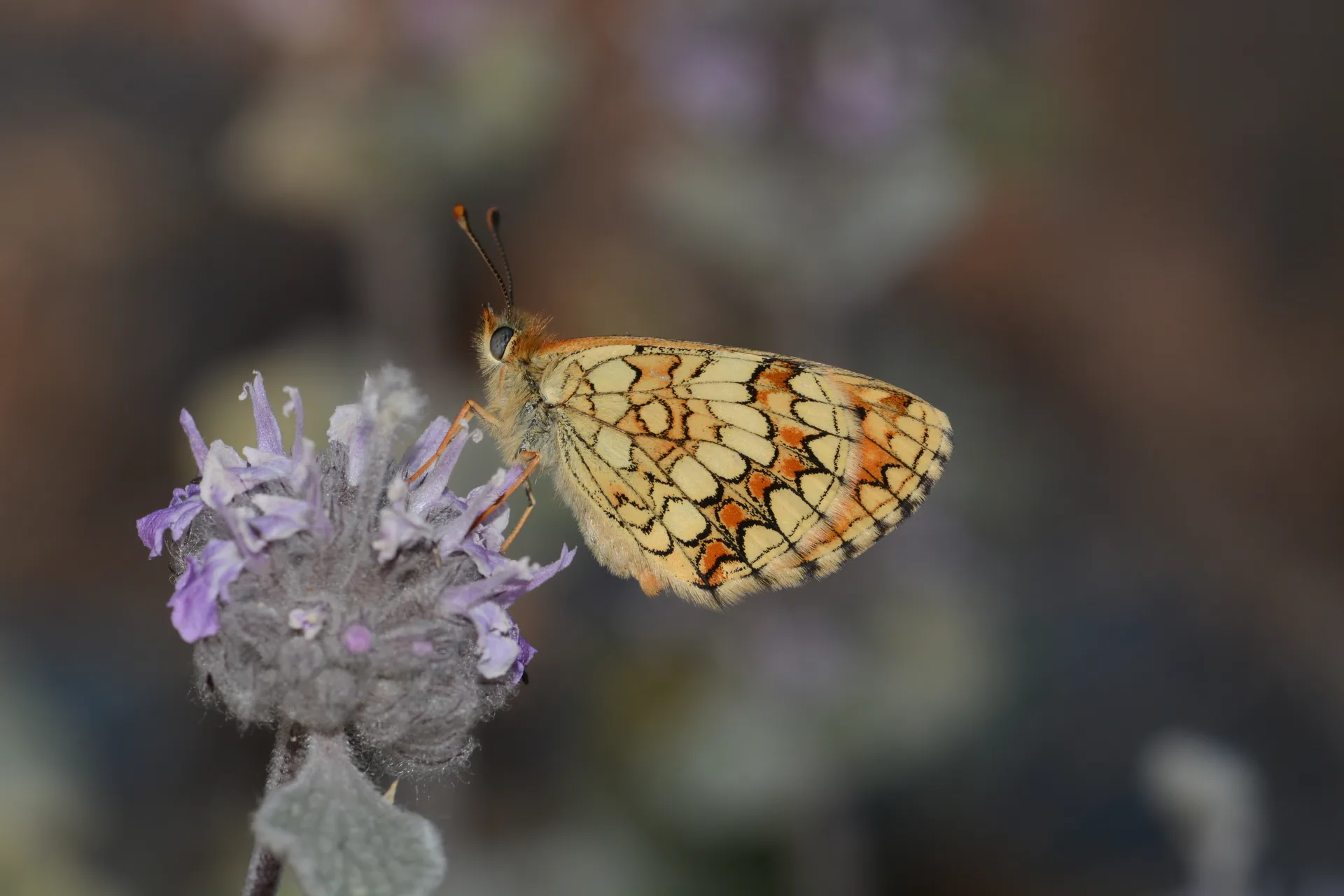 Melitaea parthenoides butterfly photo