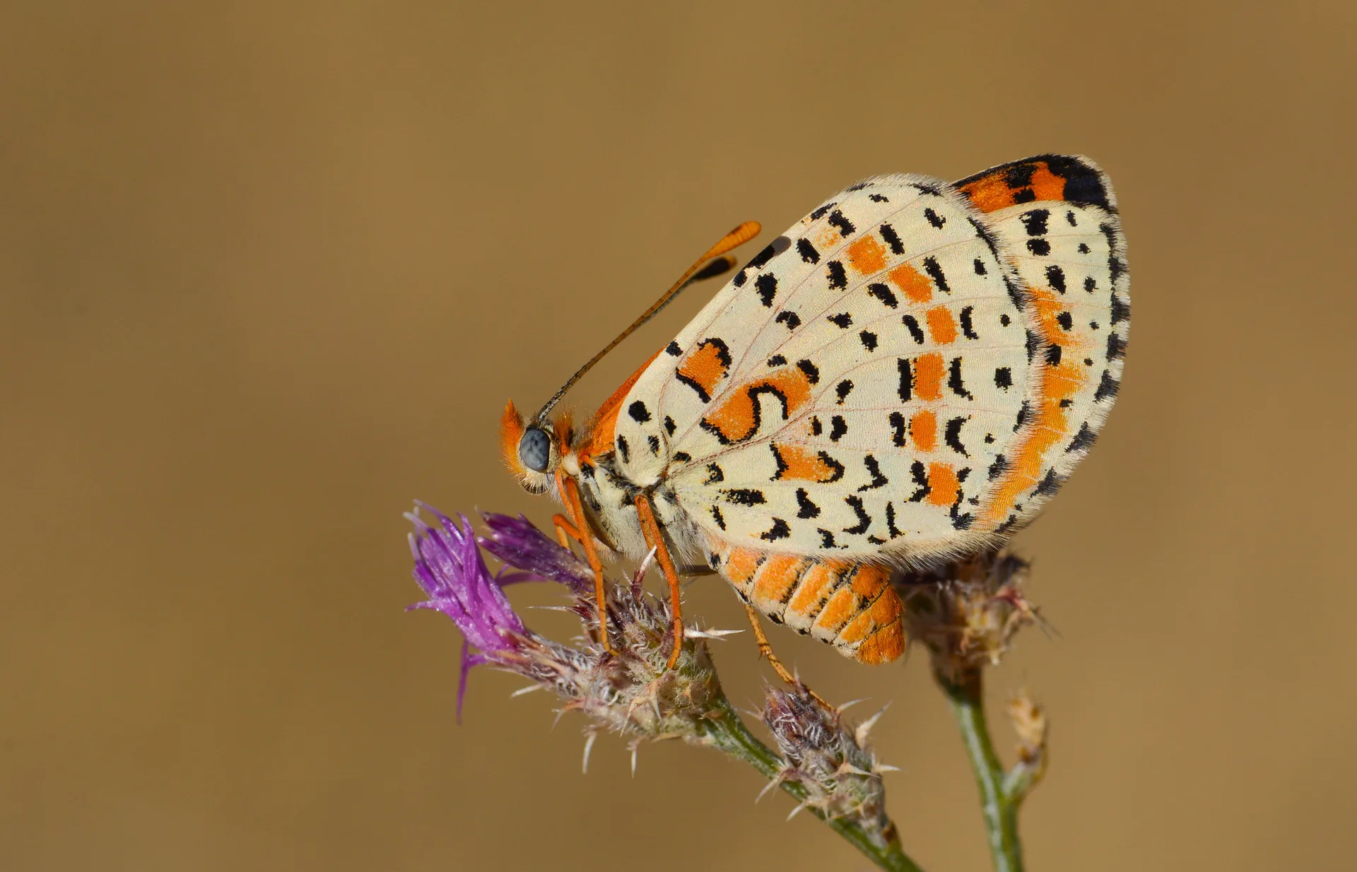Melitaea persea (İranlı İparhan) butterfly photo