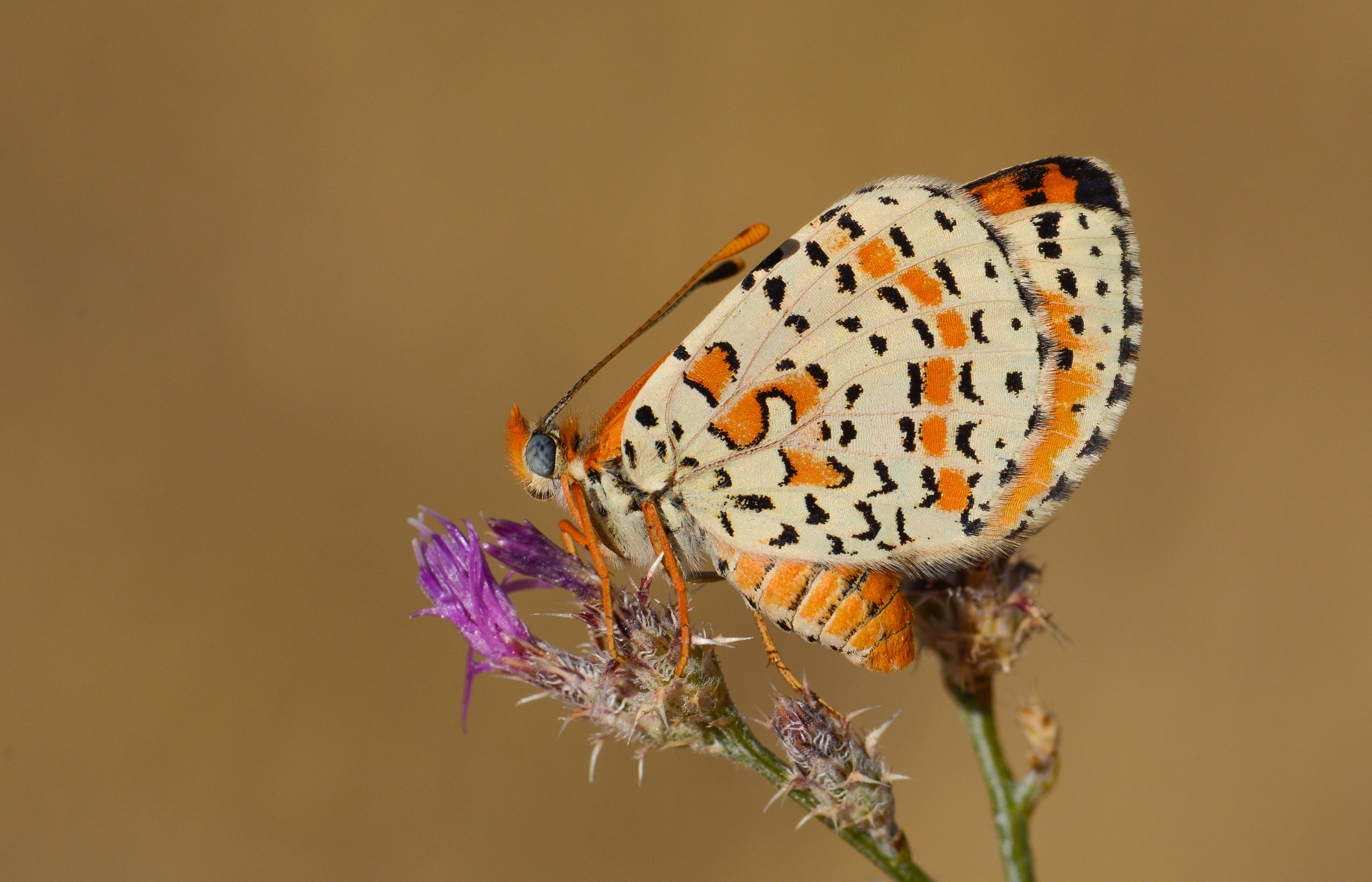 Melitaea persea (İranlı İparhan) butterfly photo
