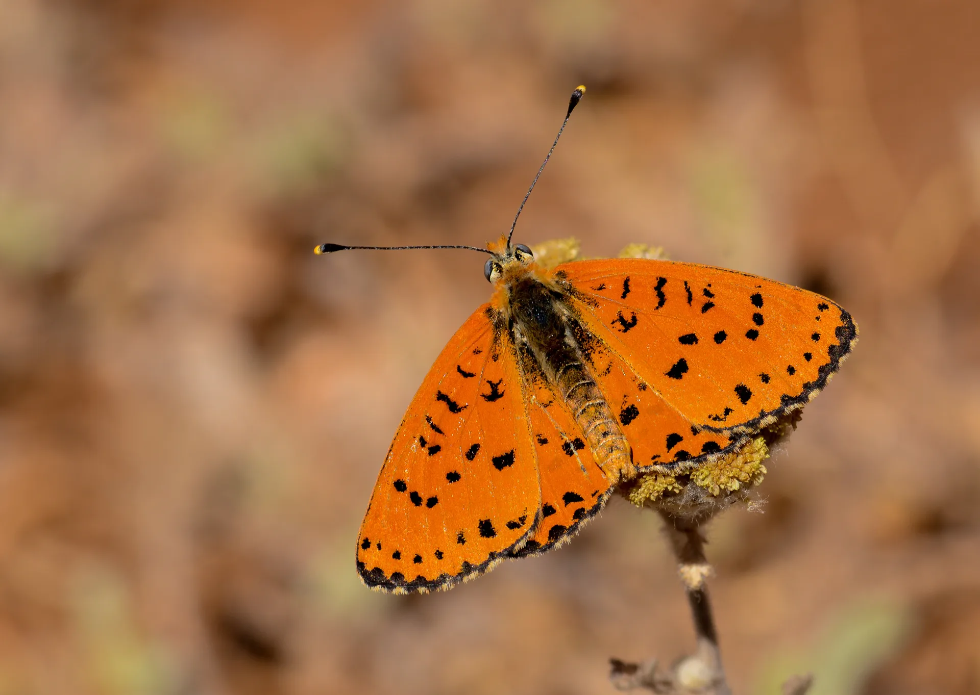 Melitaea persea (Ä°ranlÄ± Ä°parhan) butterfly photo