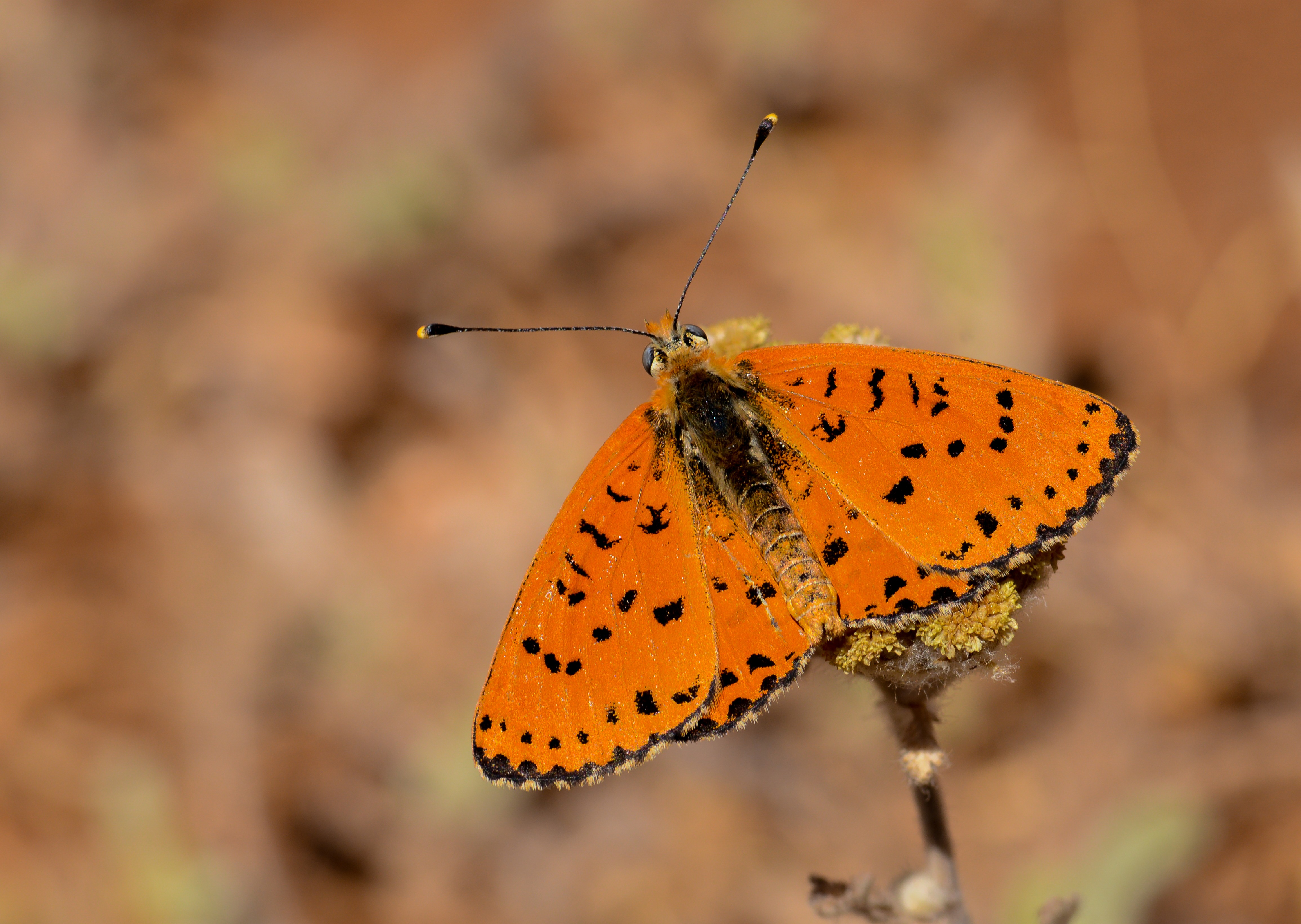 Melitaea persea (İranlı İparhan) butterfly photo