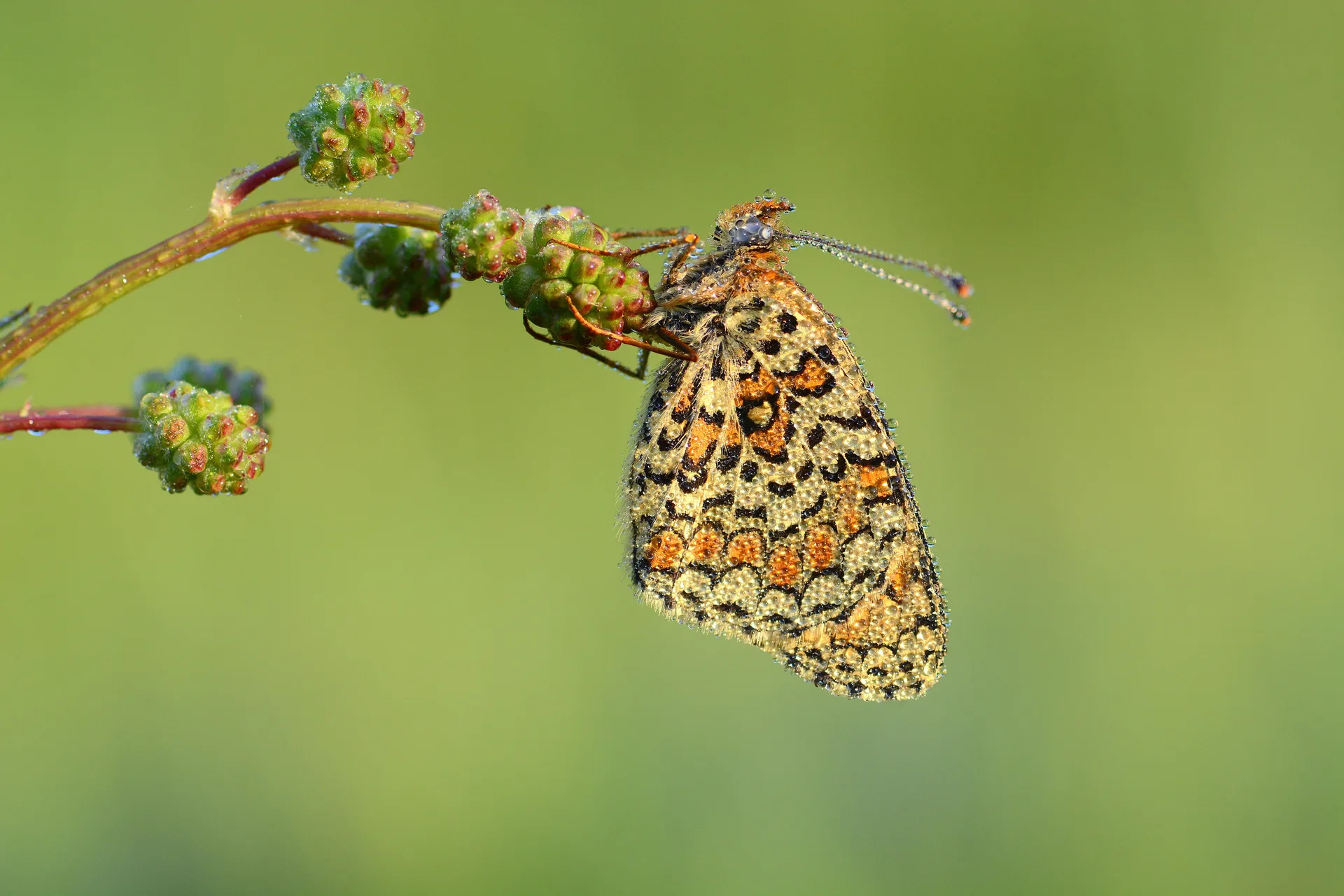 Melitaea phoebe (Benekli Büyük İparhan) butterfly photo