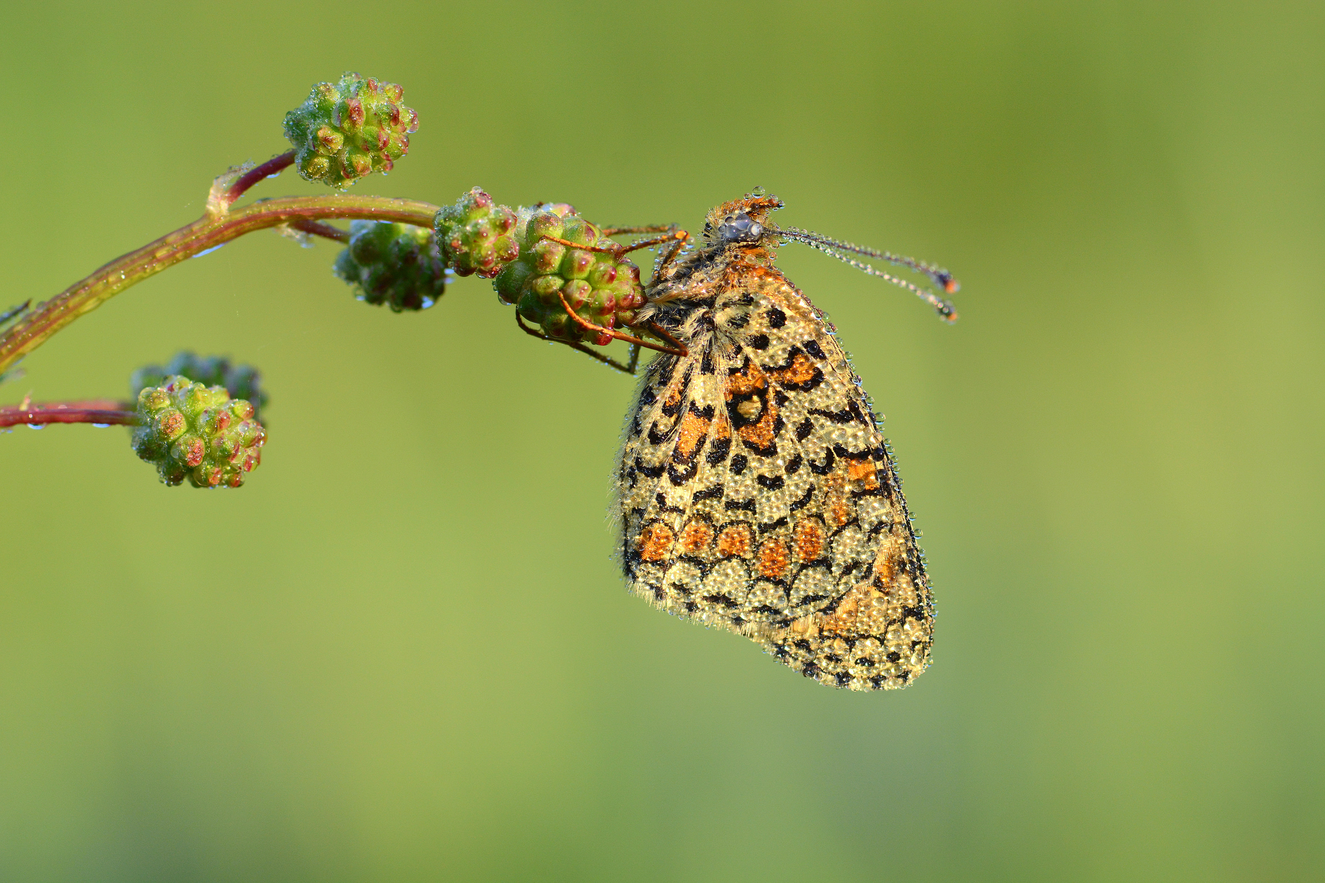 Melitaea phoebe (Benekli Büyük İparhan) butterfly photo