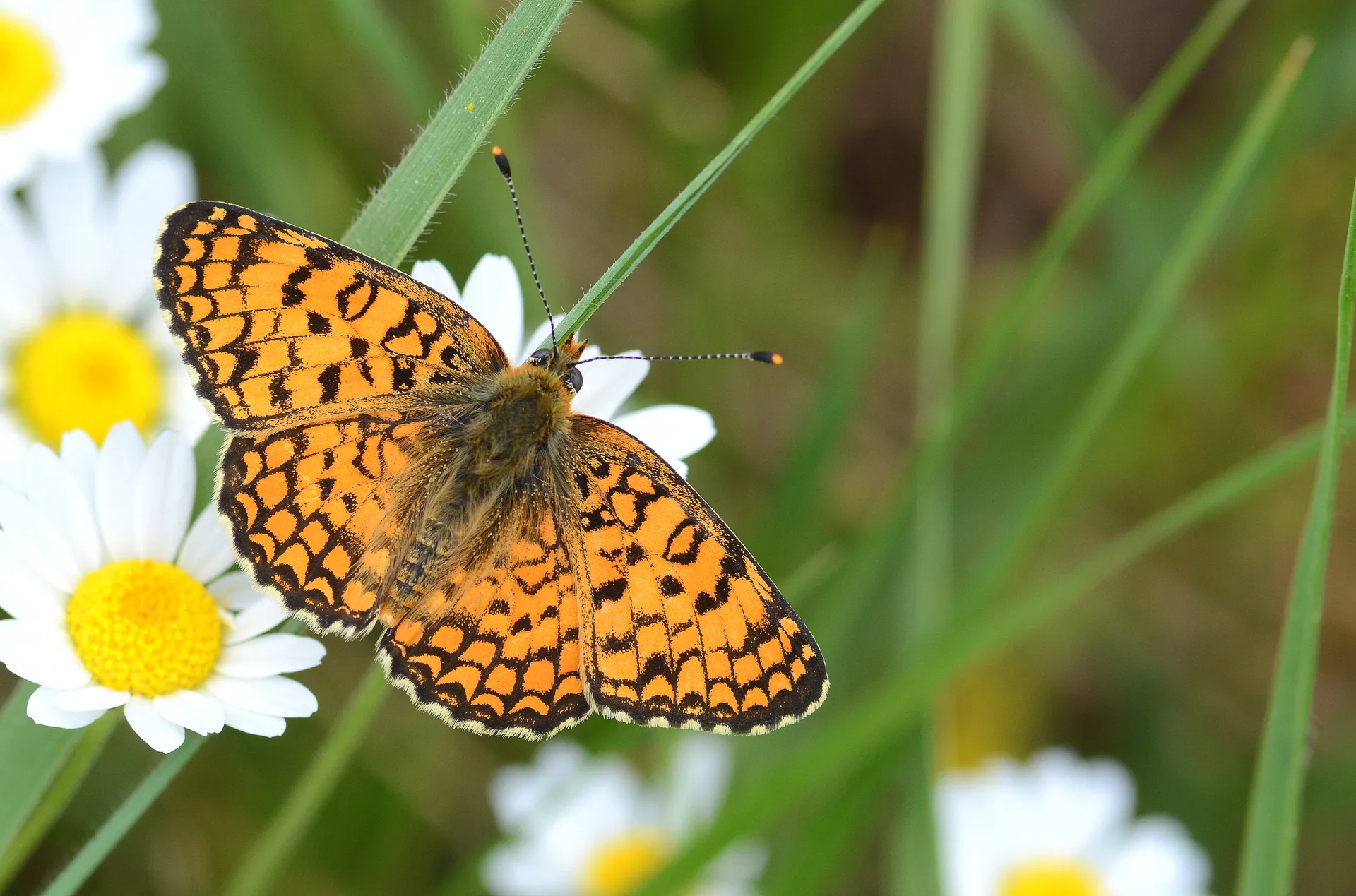Melitaea phoebe (Benekli BÃ¼yÃ¼k Ä°parhan) butterfly photo