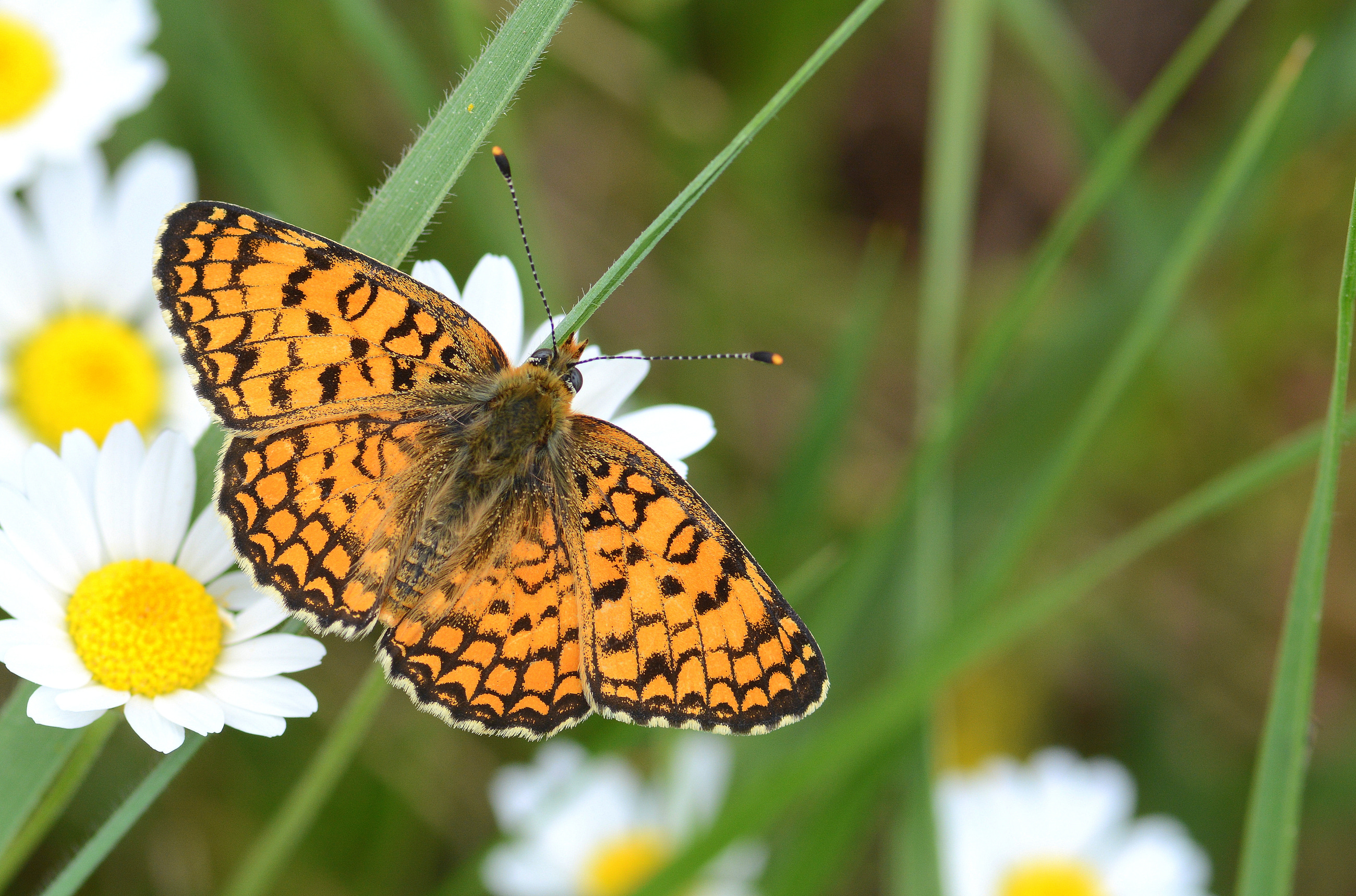 Melitaea phoebe (Benekli Büyük İparhan) butterfly photo