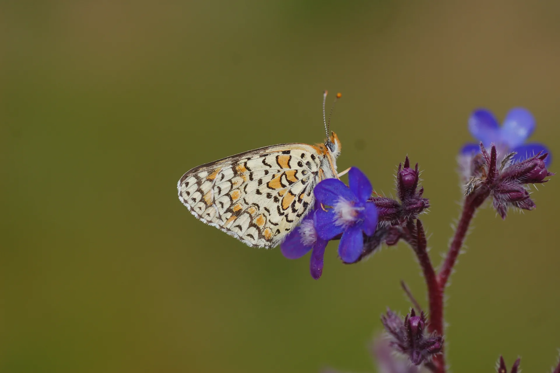 Melitaea phoebe (Benekli BÃ¼yÃ¼k Ä°parhan) butterfly photo