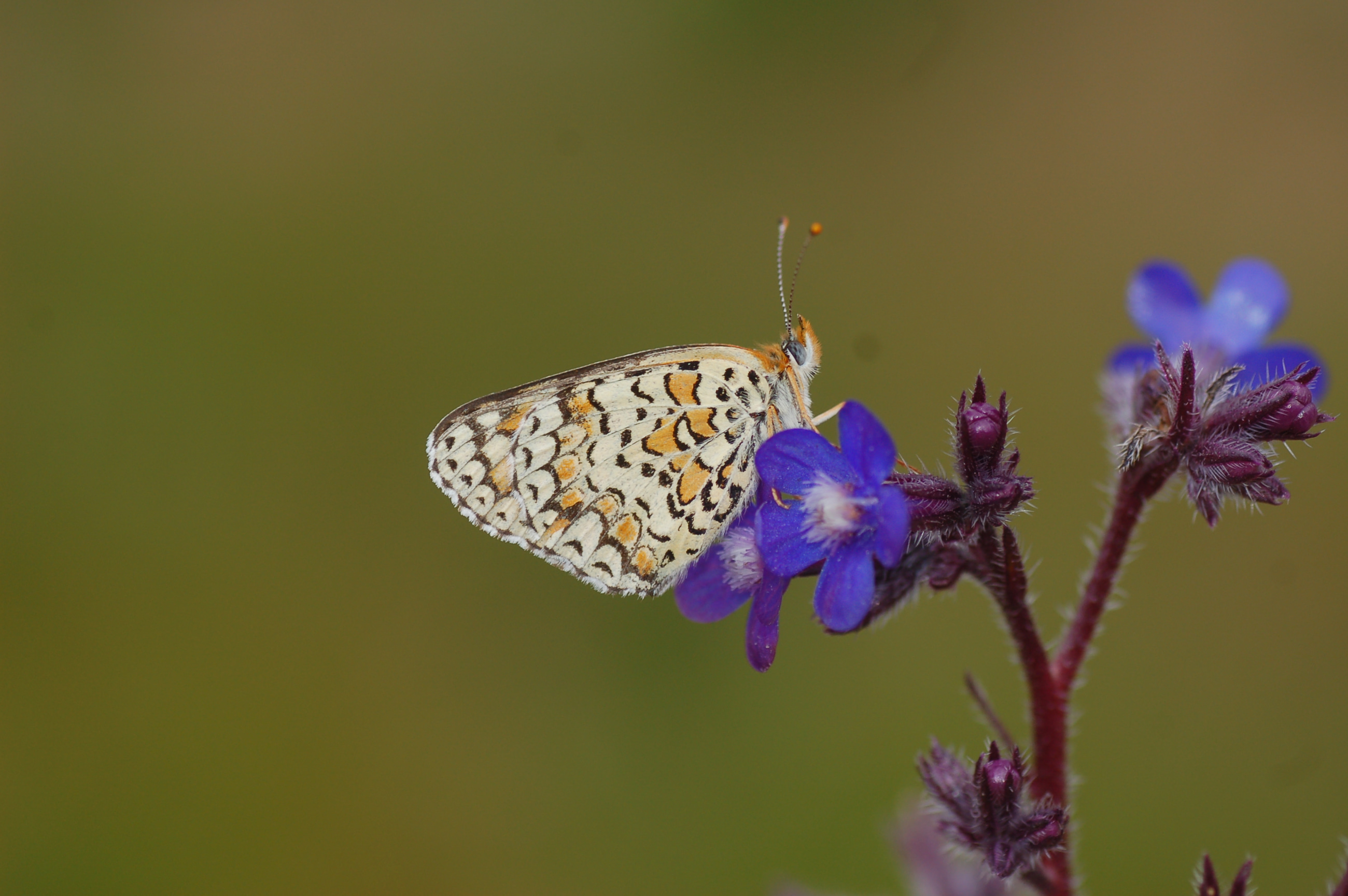 Melitaea phoebe (Benekli Büyük İparhan) butterfly photo