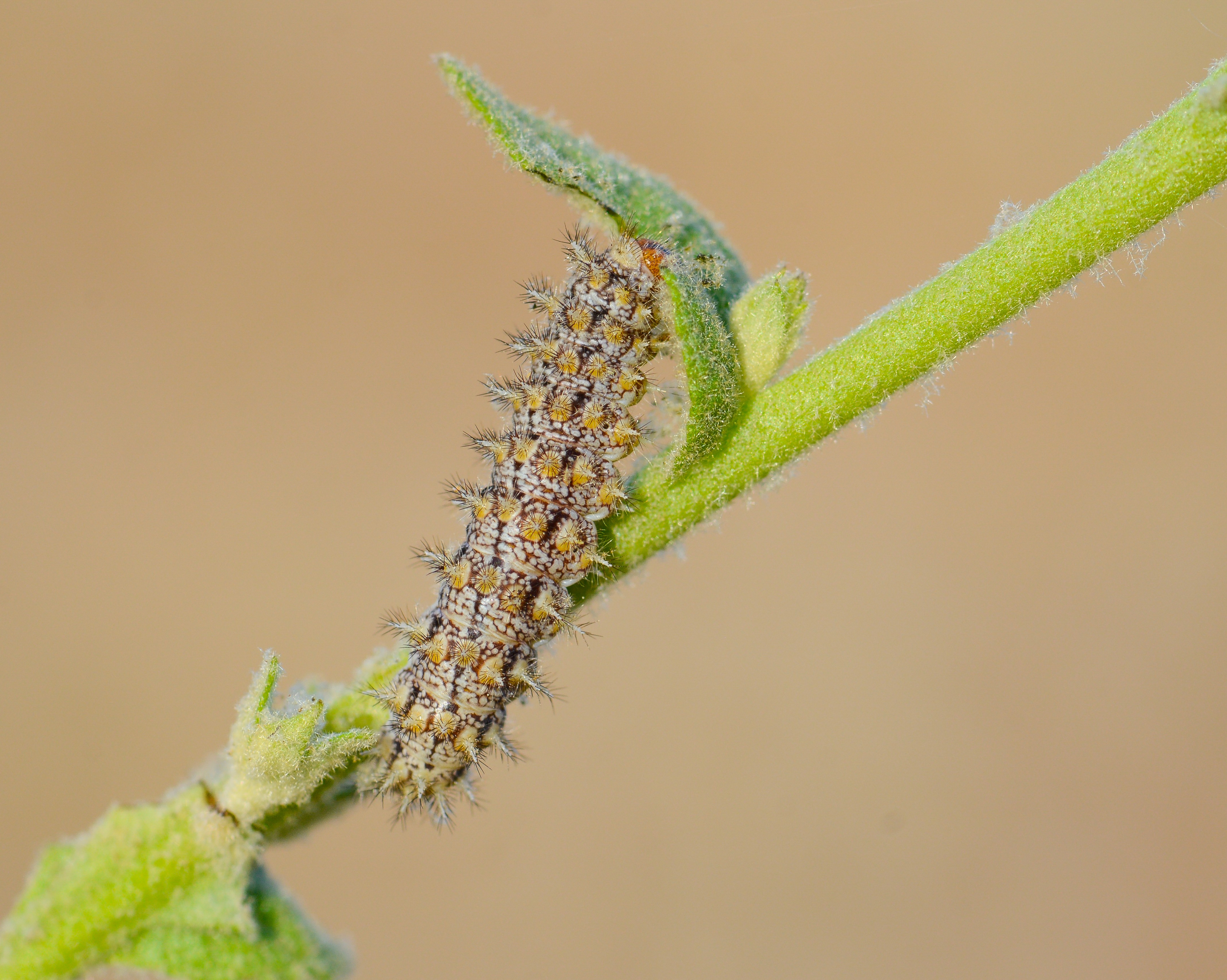 Melitaea trivia butterfly photo