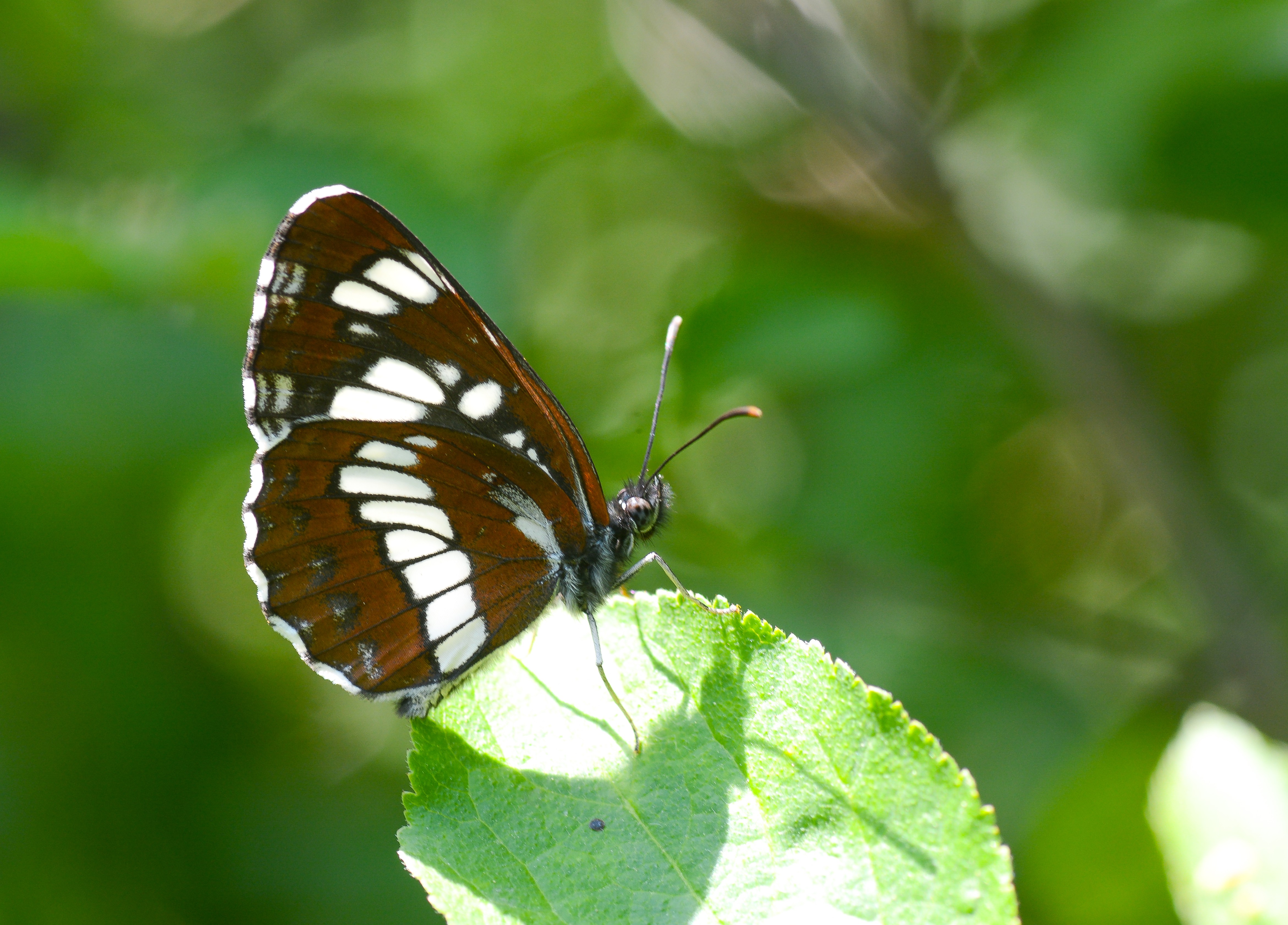 Neptis rivularis (Süzülen Karakız) butterfly photo