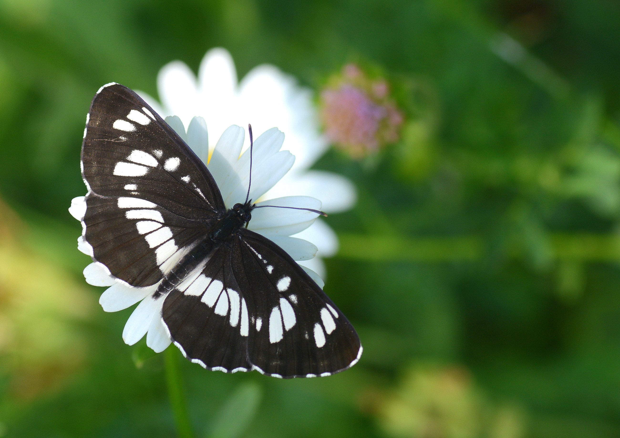 Neptis rivularis (Süzülen Karakız) butterfly photo