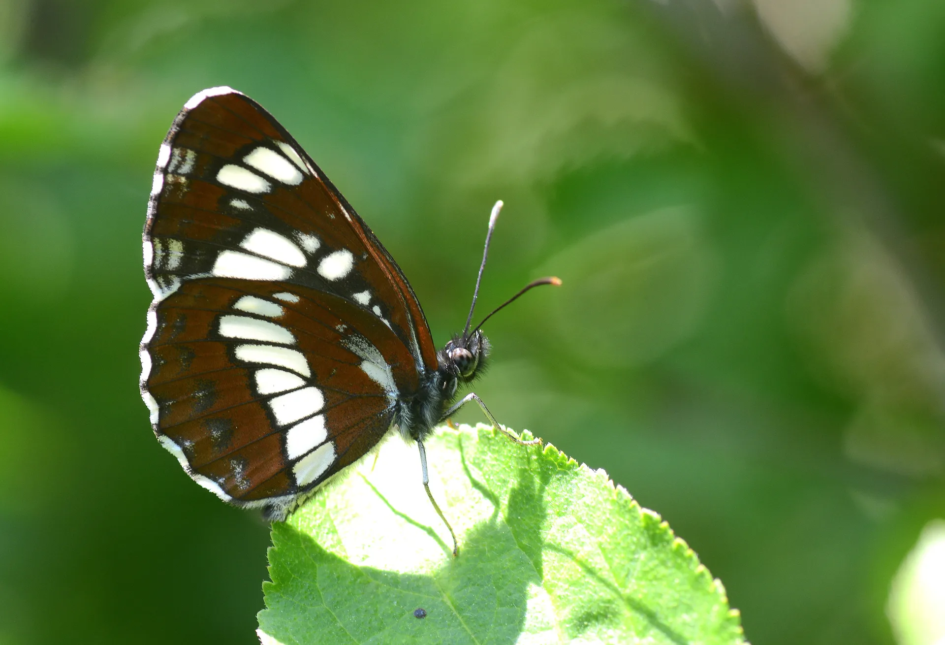 Neptis rivularis (SÃ¼zÃ¼len KarakÄ±z) butterfly photo