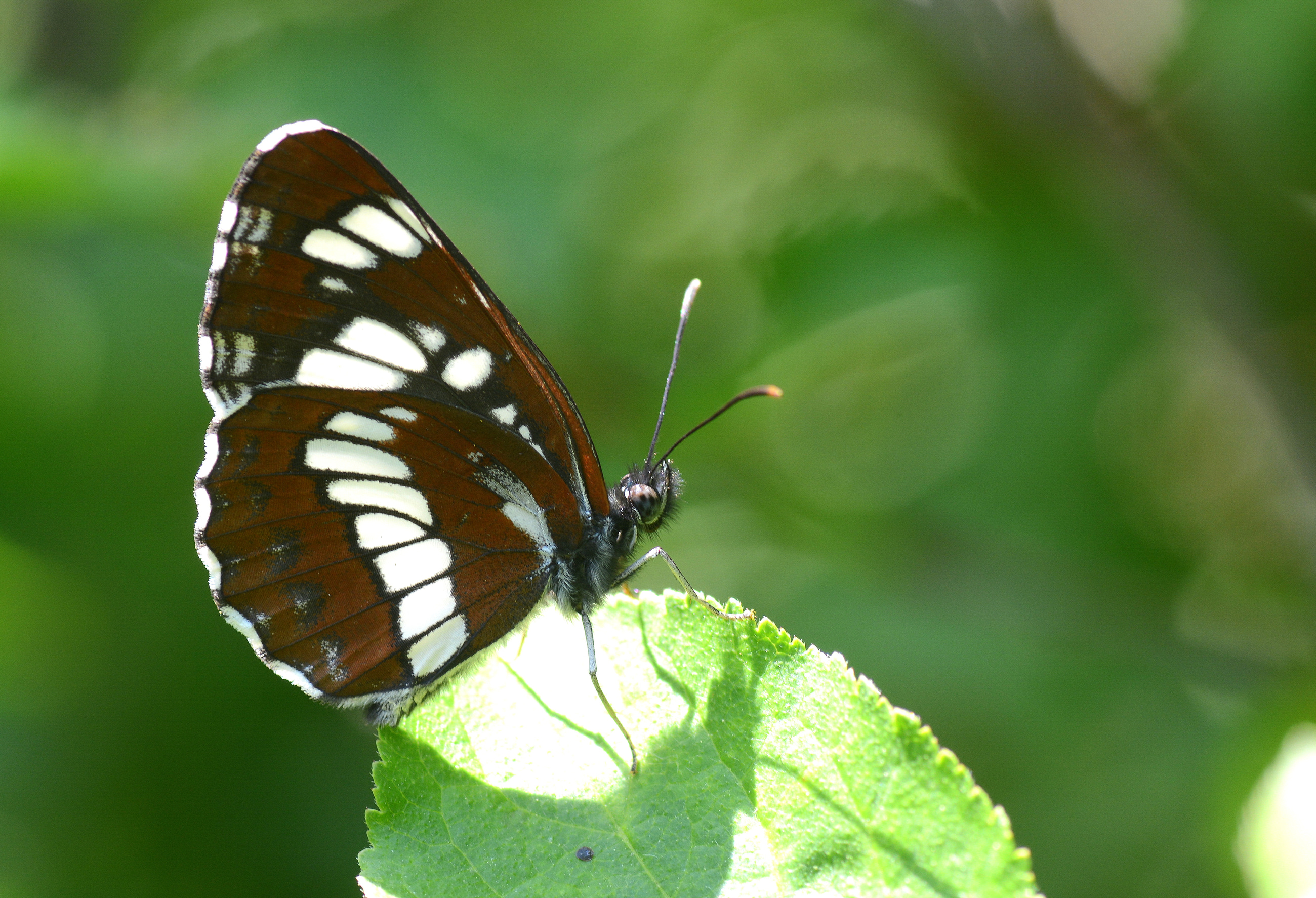 Neptis rivularis (Süzülen Karakız) butterfly photo