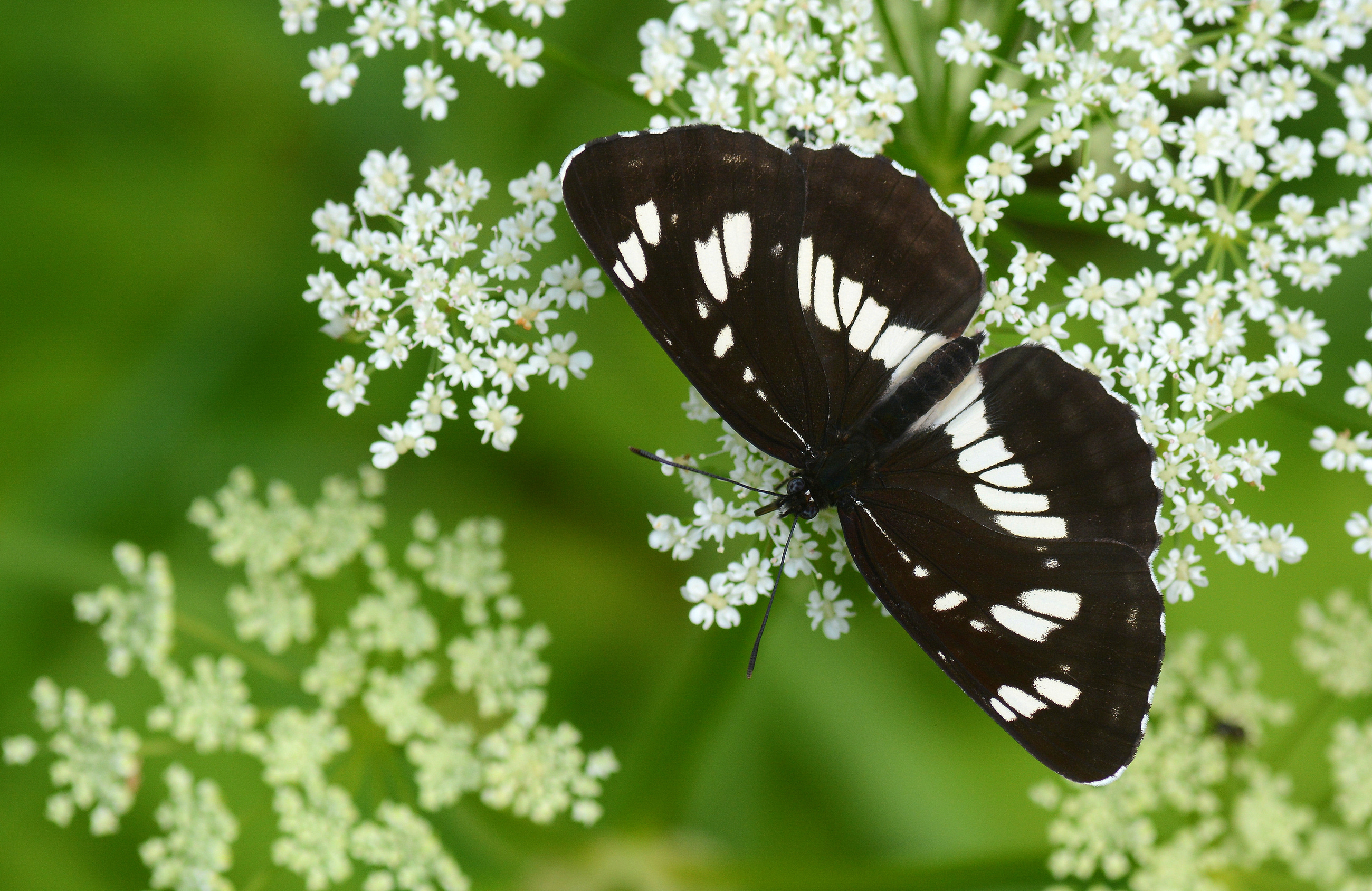 Neptis rivularis (Süzülen Karakız) butterfly photo
