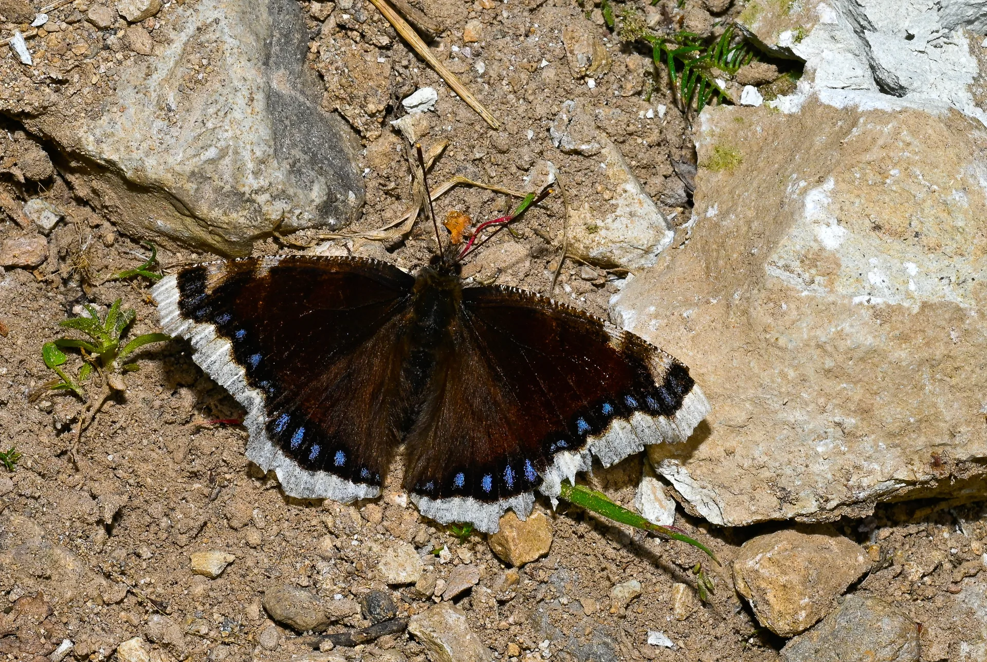 Nymphalis antiopa (Sarı Bandlı Kadife) butterfly photo