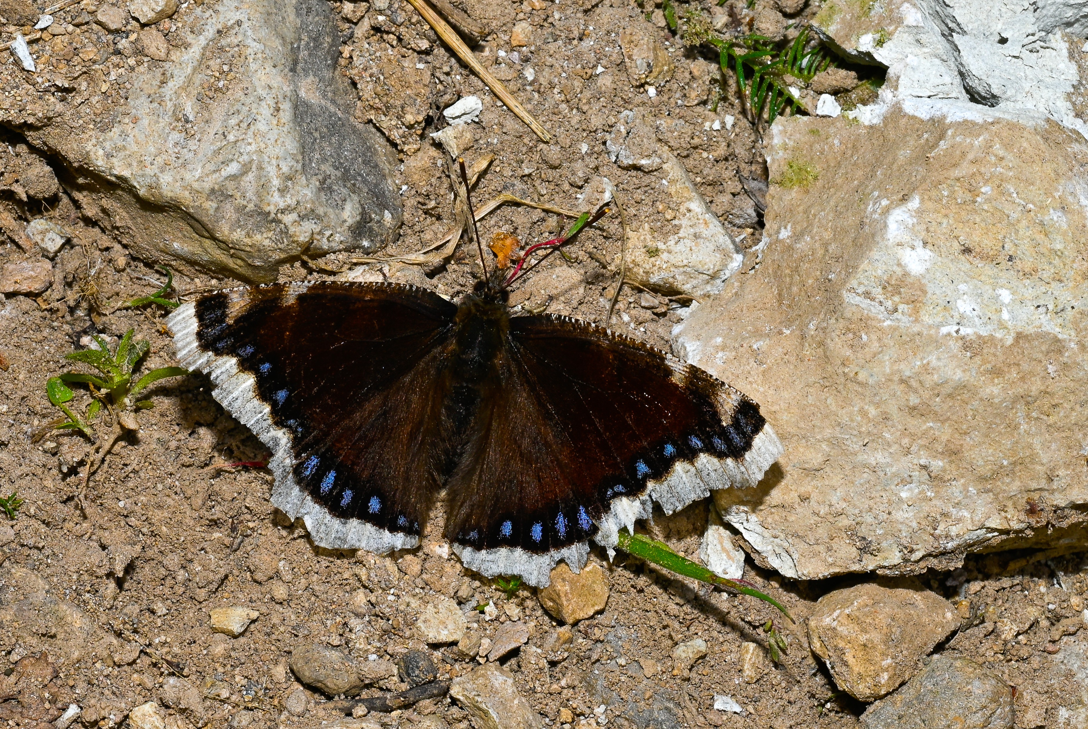 Nymphalis antiopa (Sarı Bandlı Kadife) butterfly photo