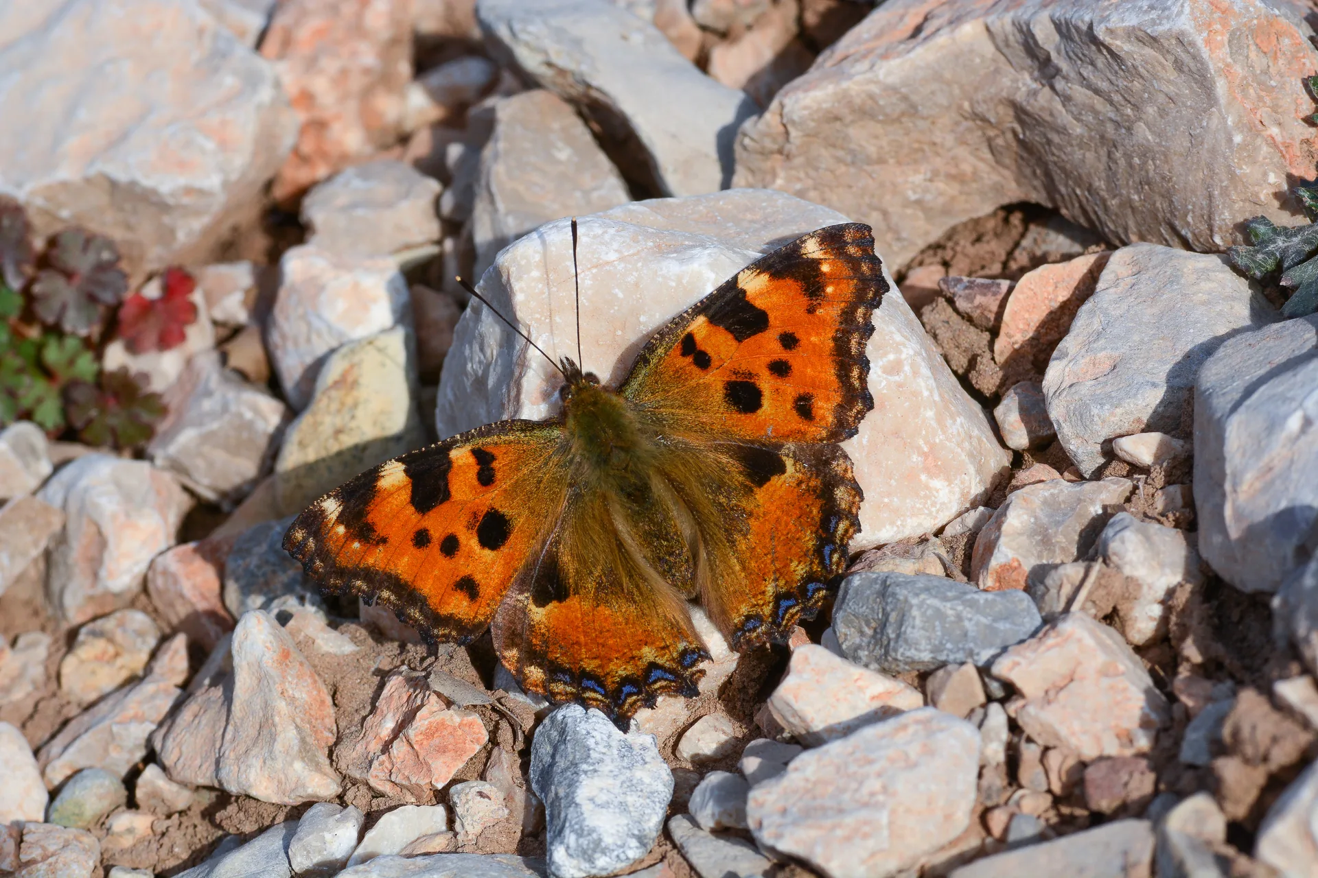 Nymphalis polychloros (Karaağaç Nimfalisi) butterfly photo