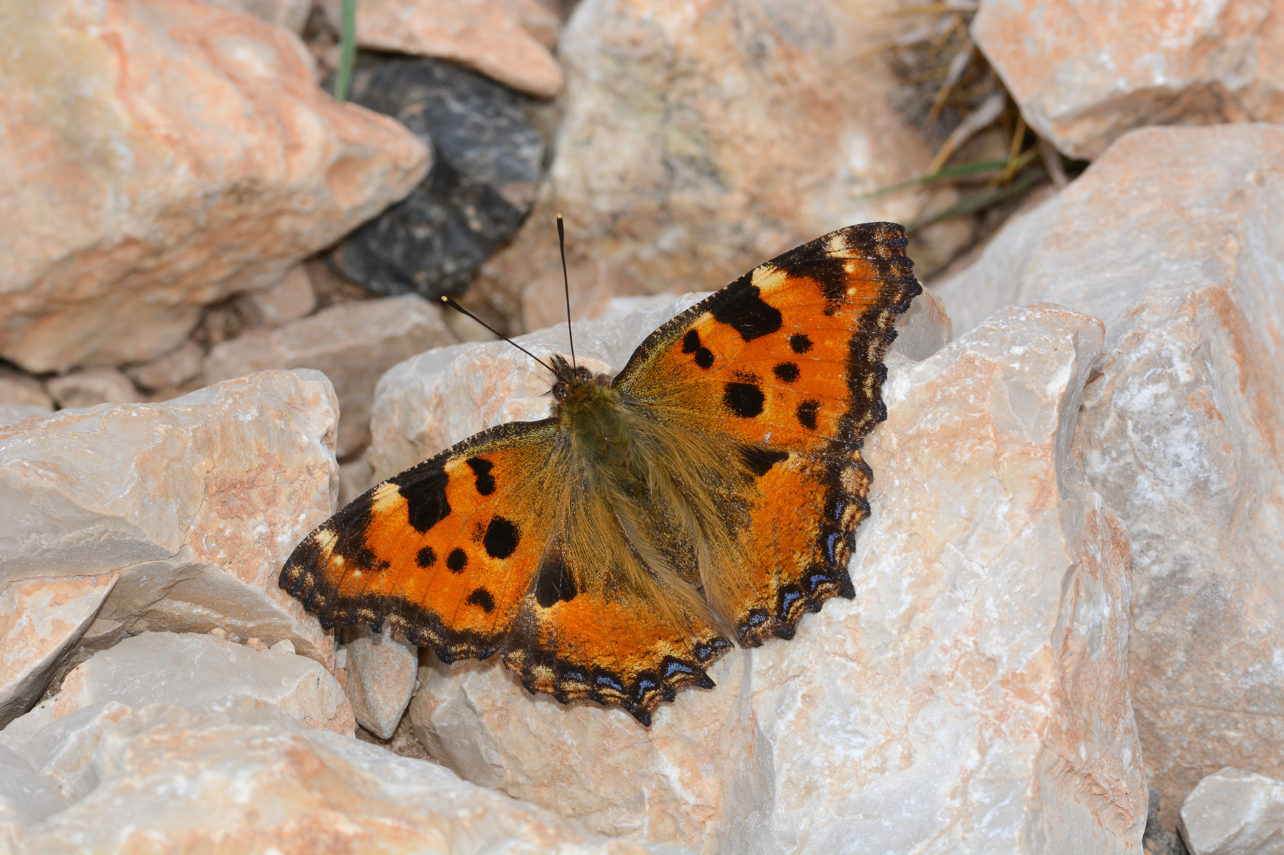 Nymphalis polychloros (Karaağaç Nimfalisi) butterfly photo