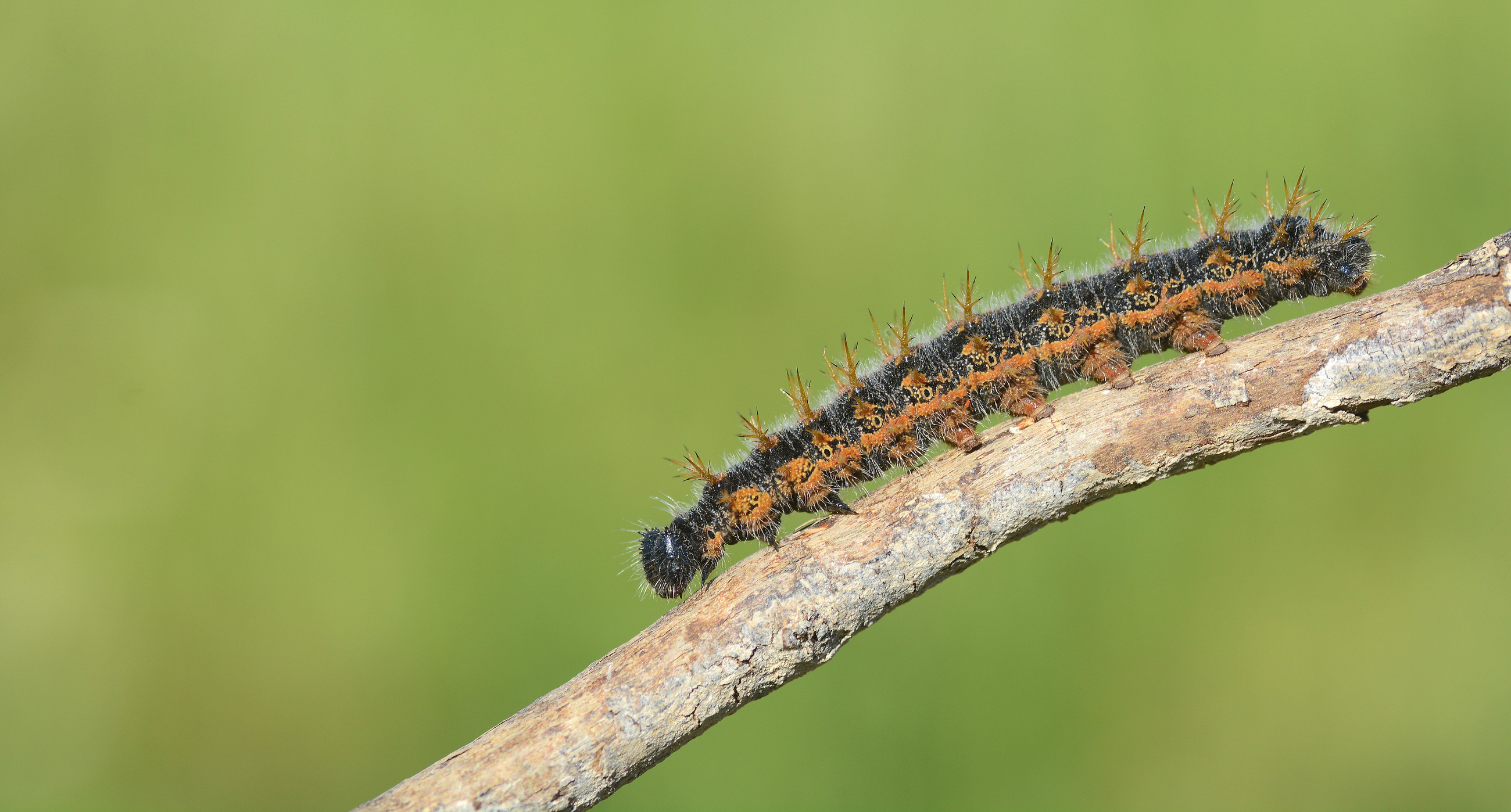 Nymphalis polychloros (Karaağaç Nimfalisi) butterfly photo