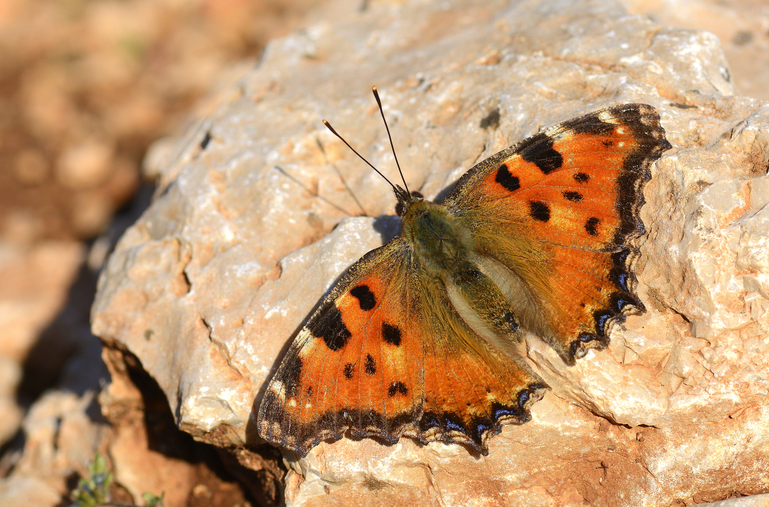 Nymphalis polychloros (Karaağaç Nimfalisi) butterfly photo
