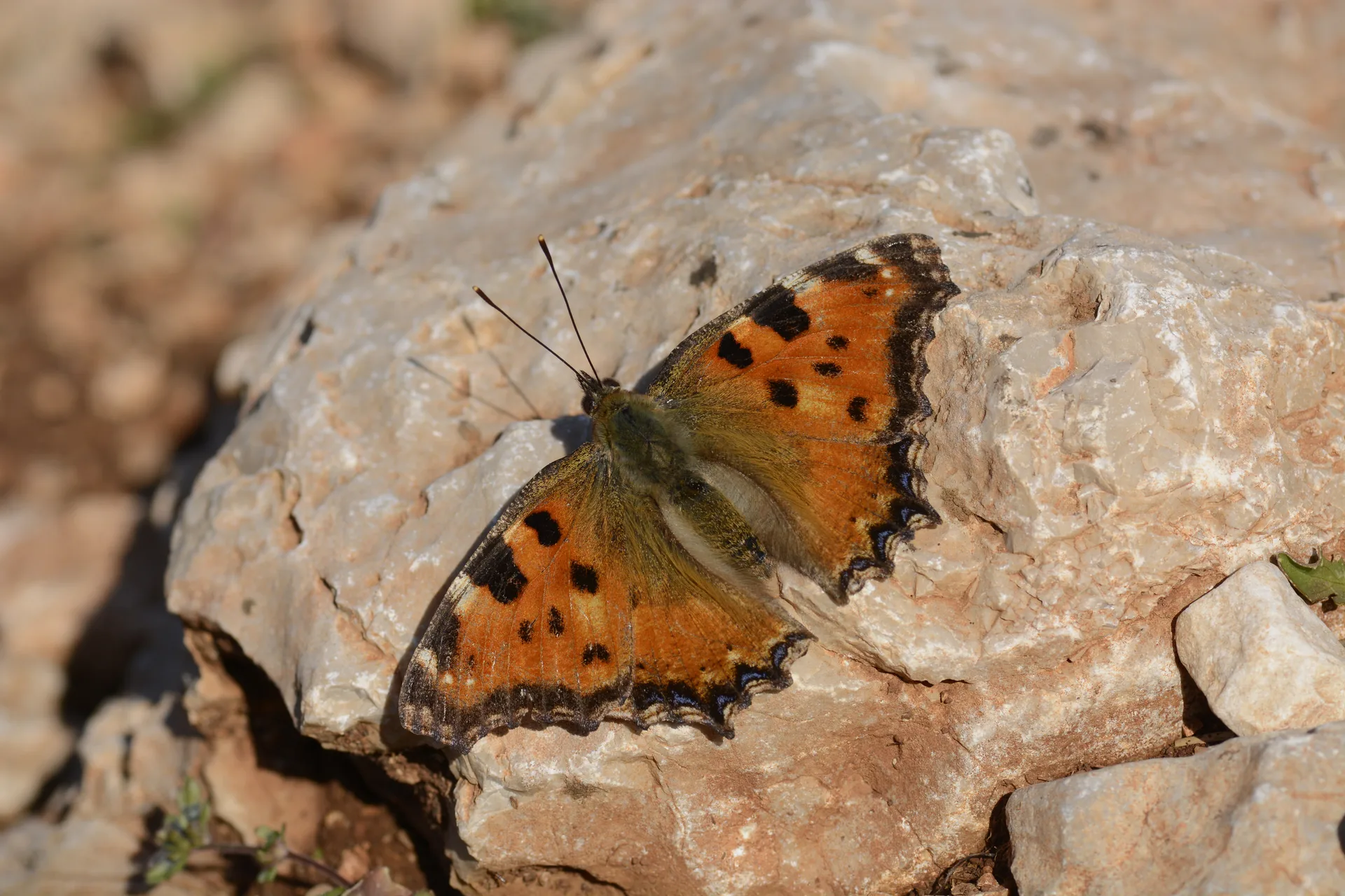 Nymphalis polychloros (KaraaÄŸaÃ§ Nimfalisi) butterfly photo