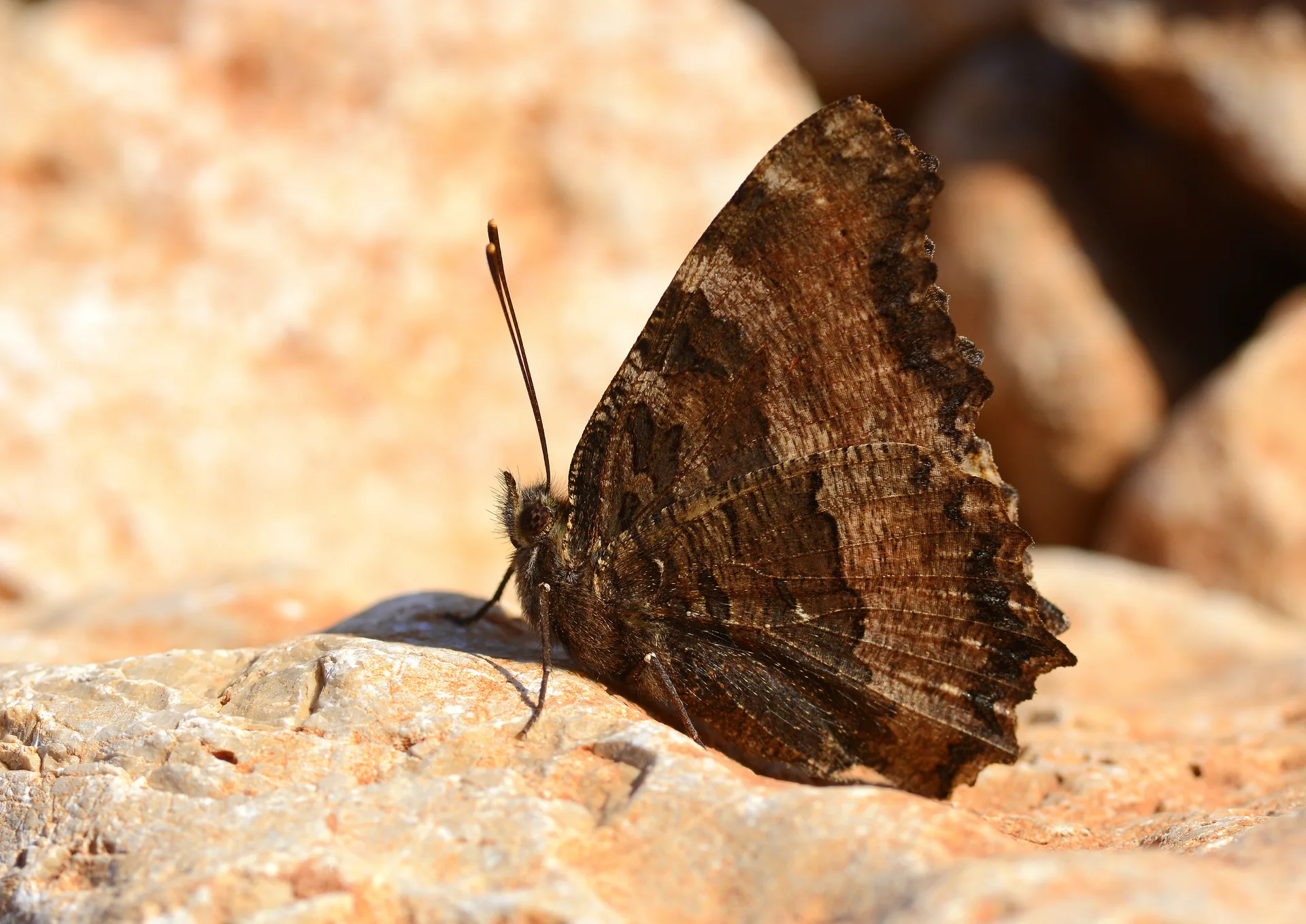Nymphalis polychloros (KaraaÄŸaÃ§ Nimfalisi) butterfly photo