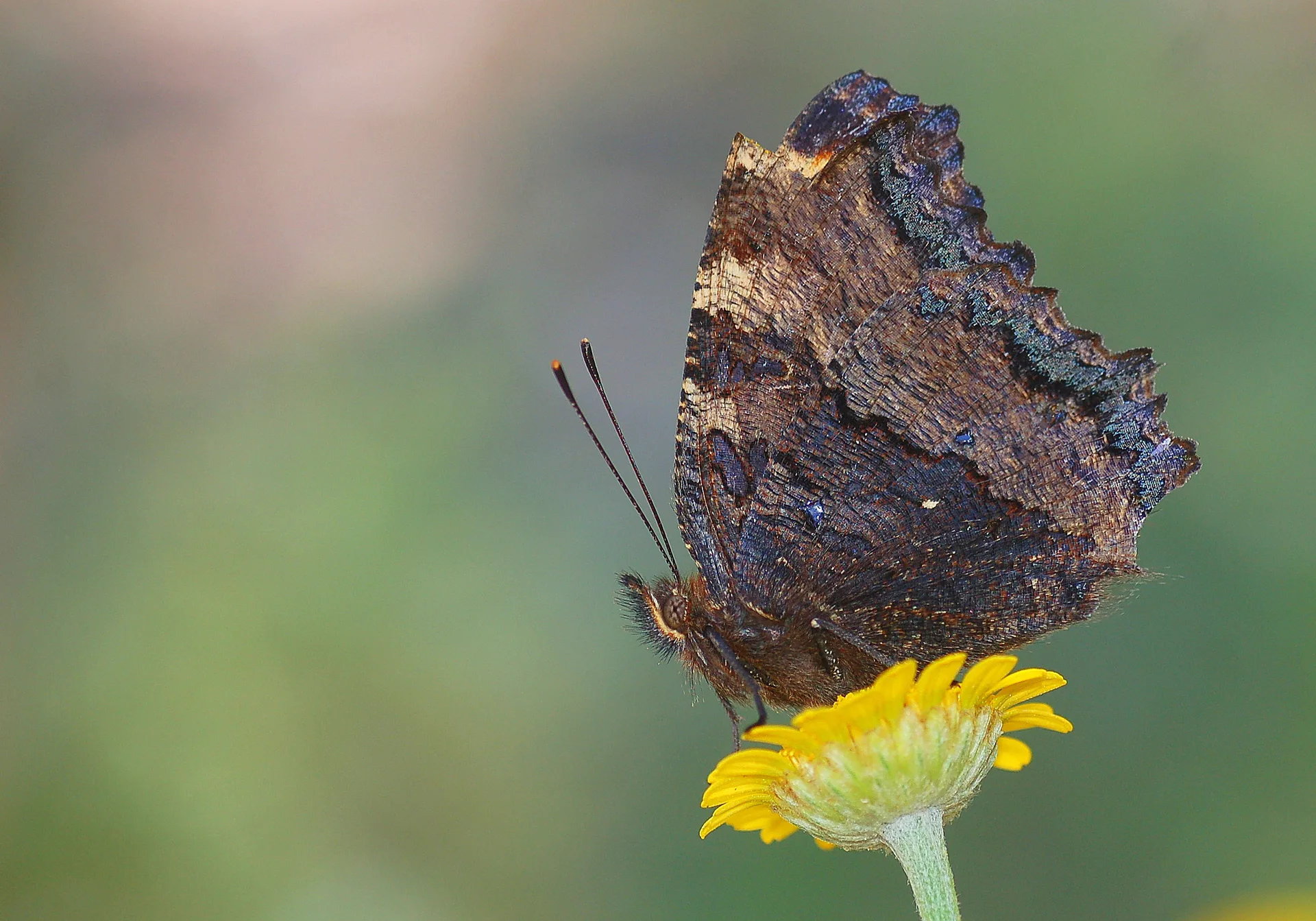 Nymphalis polychloros (KaraaÄŸaÃ§ Nimfalisi) butterfly photo
