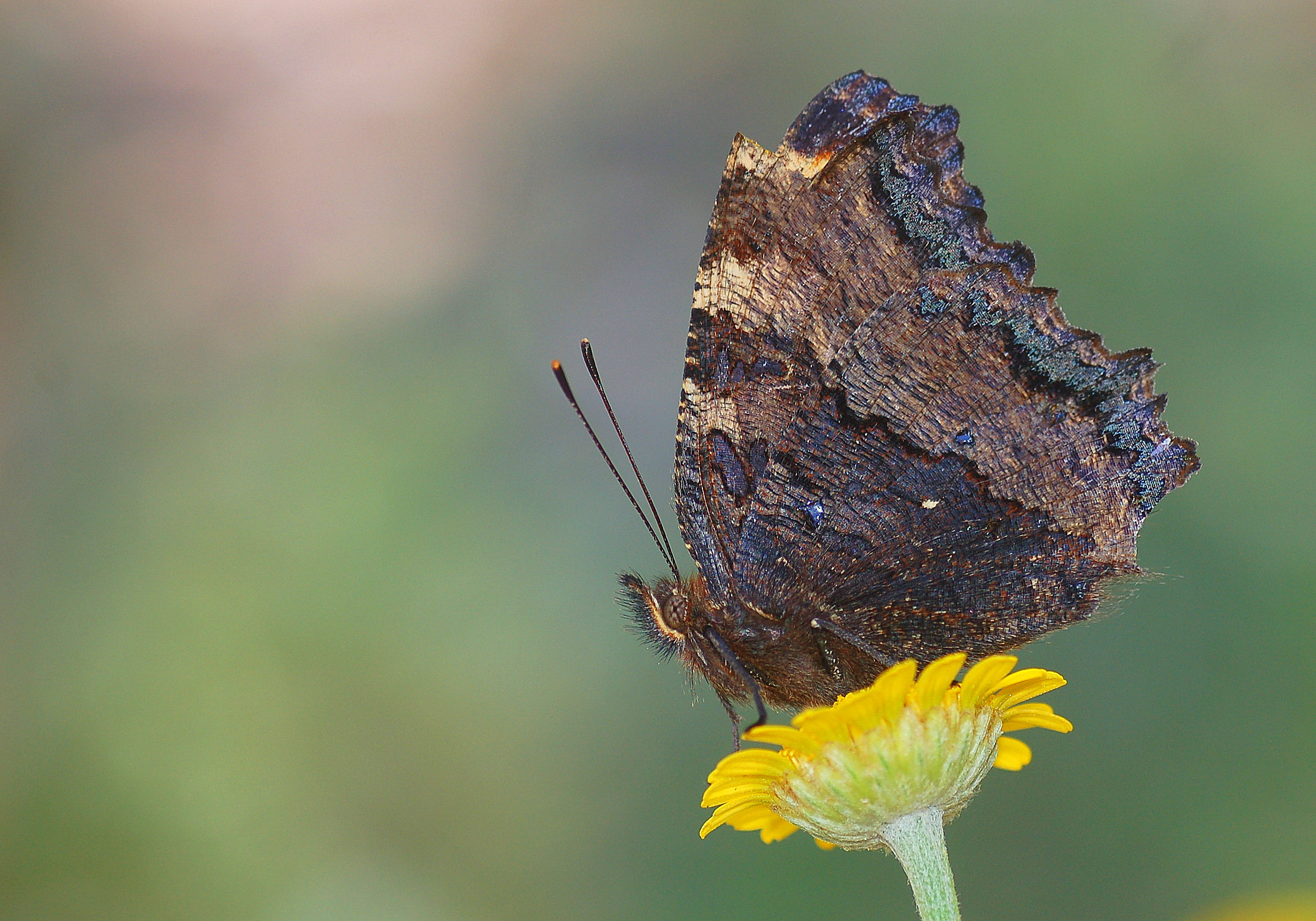 Nymphalis polychloros (Karaağaç Nimfalisi) butterfly photo