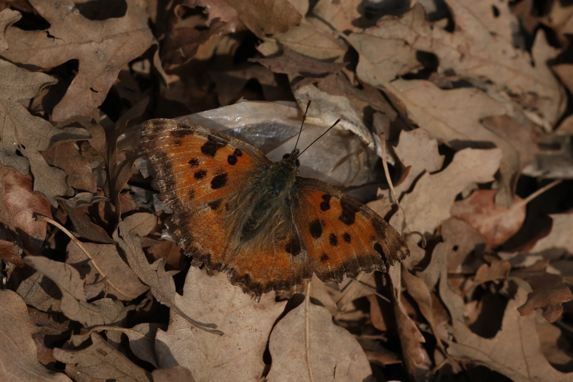 Nymphalis polychloros (KaraaÄŸaÃ§ Nimfalisi) butterfly photo