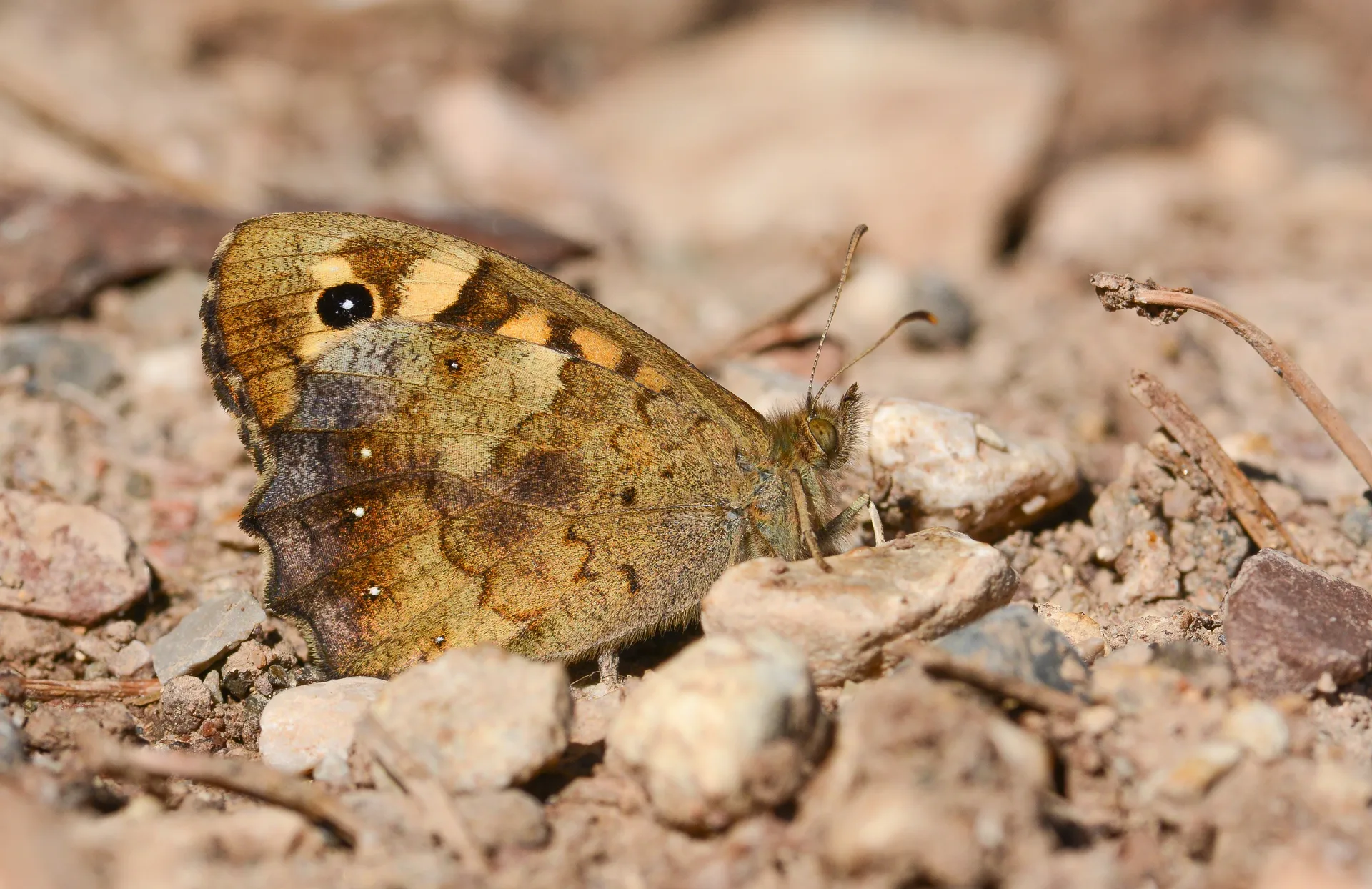 Pararge aegeria (Karanlık Orman Esmeri) butterfly photo