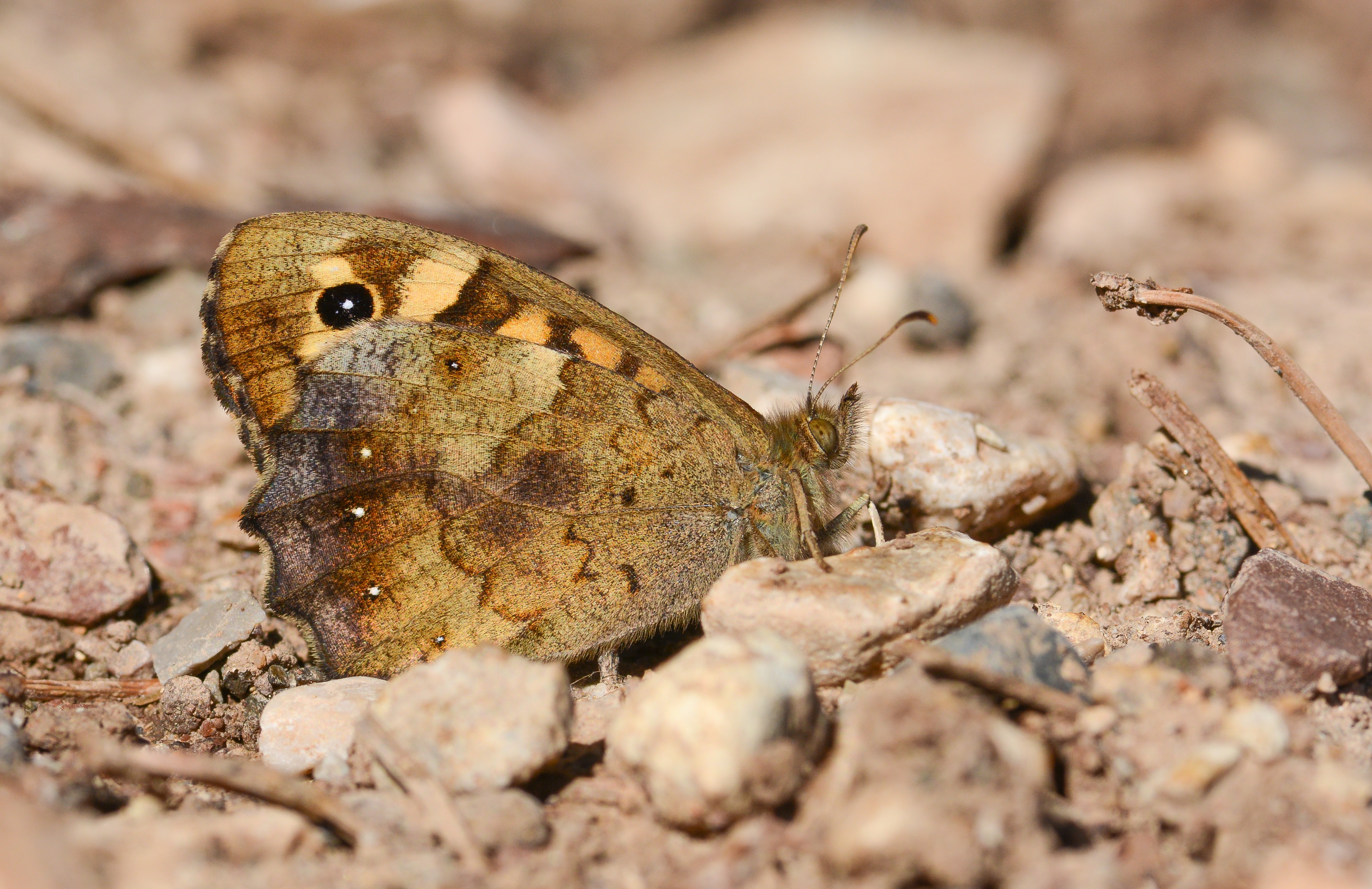 Pararge aegeria (Karanlık Orman Esmeri) butterfly photo