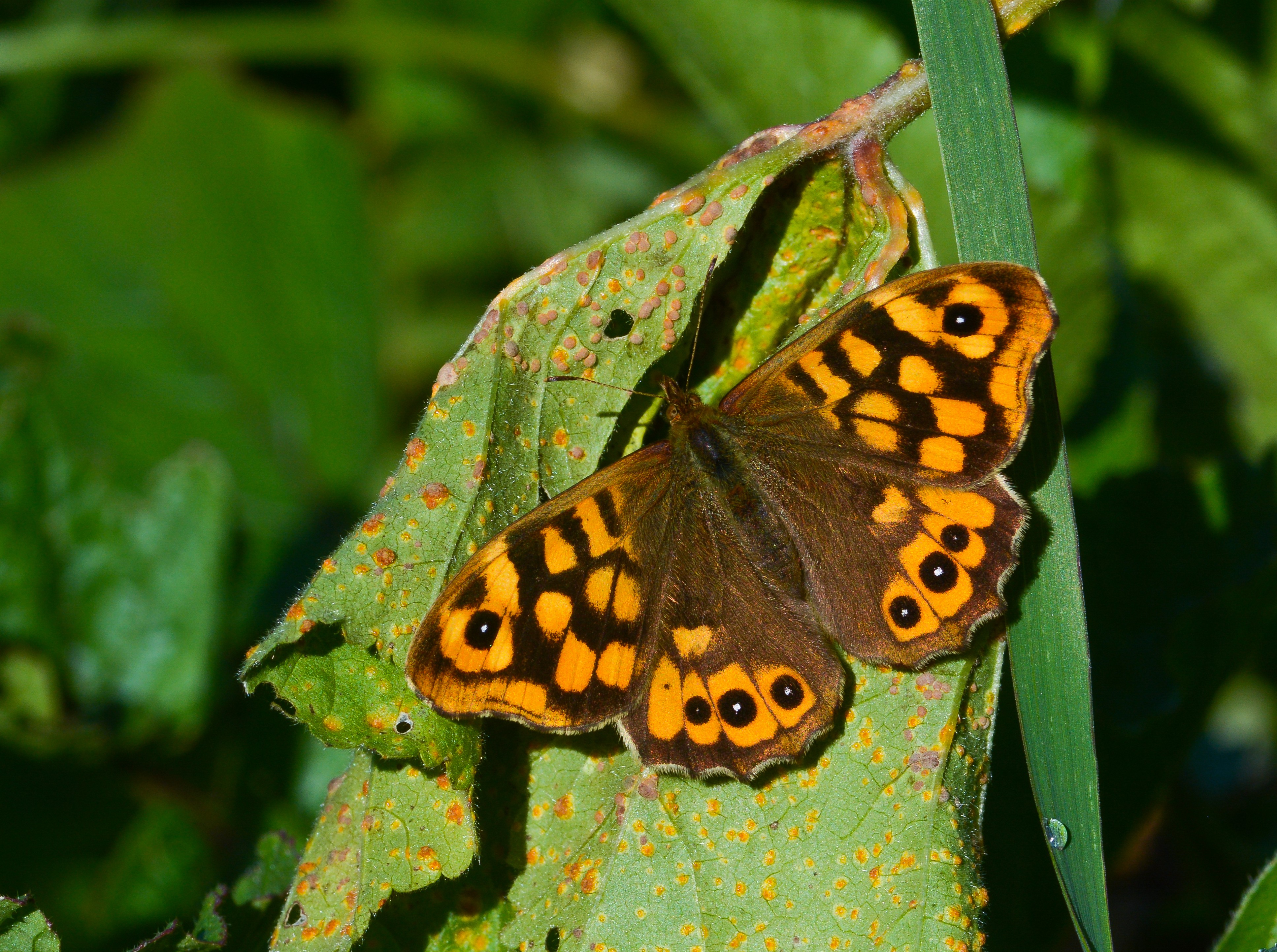 Pararge aegeria (Karanlık Orman Esmeri) butterfly photo