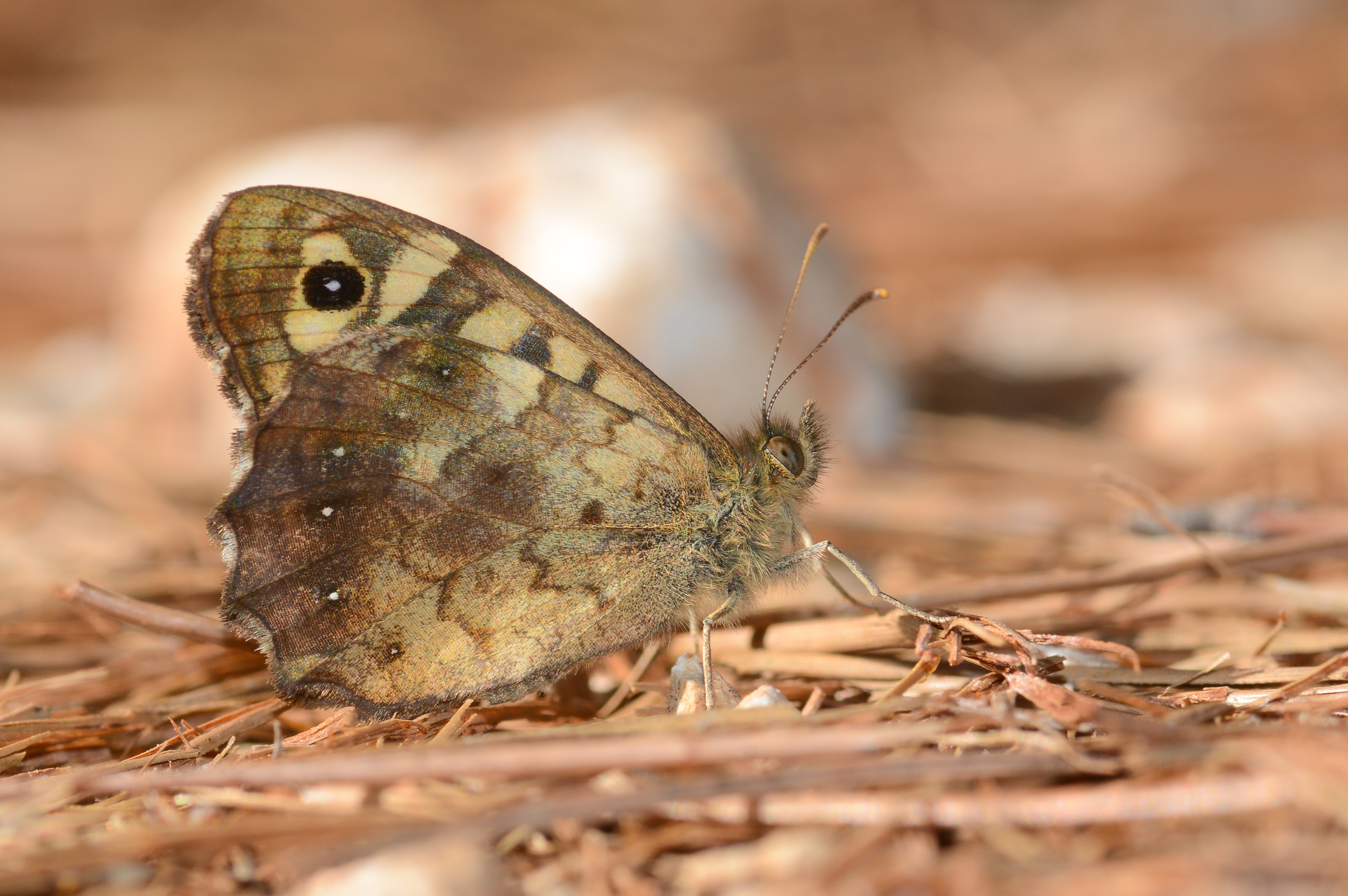 Pararge aegeria (Karanlık Orman Esmeri) butterfly photo