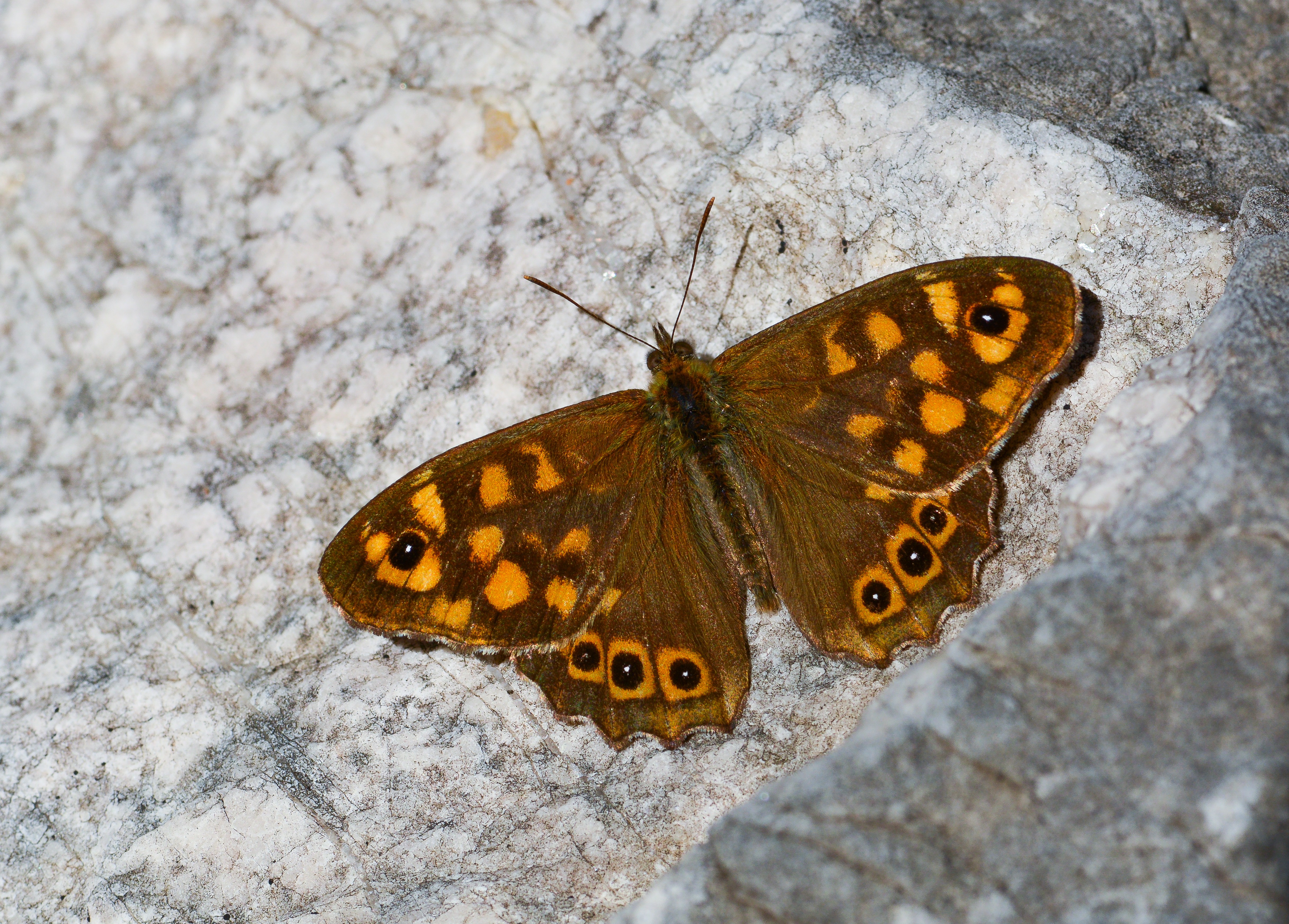 Pararge aegeria (Karanlık Orman Esmeri) butterfly photo