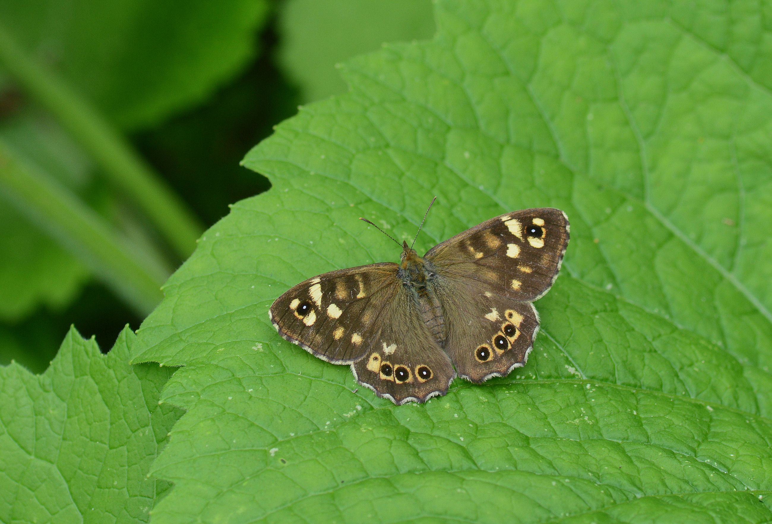 Pararge aegeria (Karanlık Orman Esmeri) butterfly photo