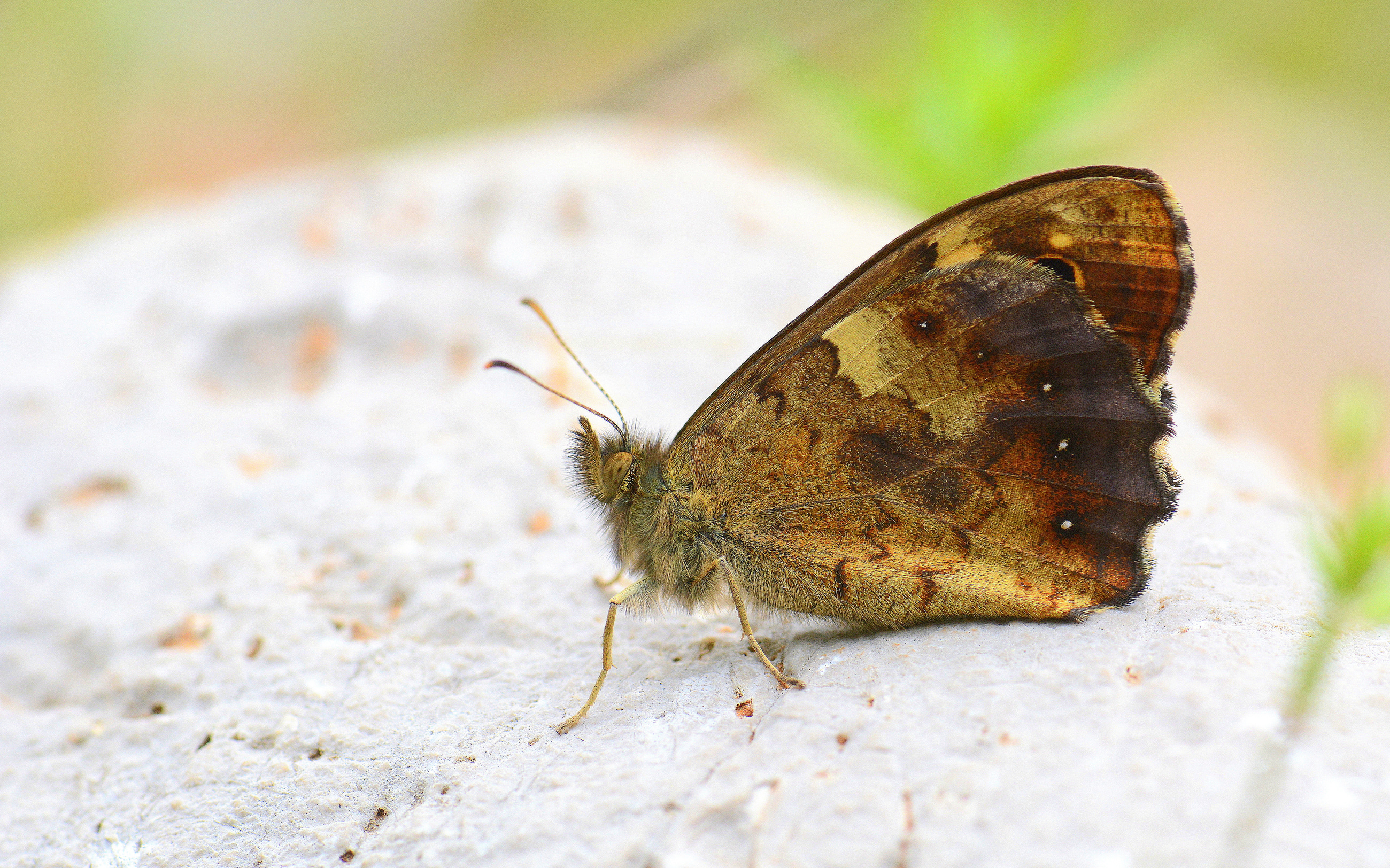 Pararge aegeria (Karanlık Orman Esmeri) butterfly photo