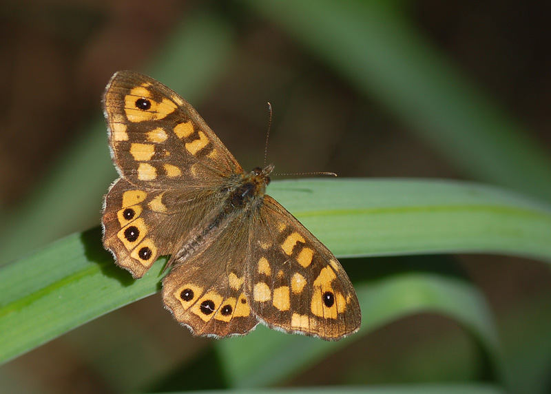 Pararge aegeria (Karanlık Orman Esmeri) butterfly photo