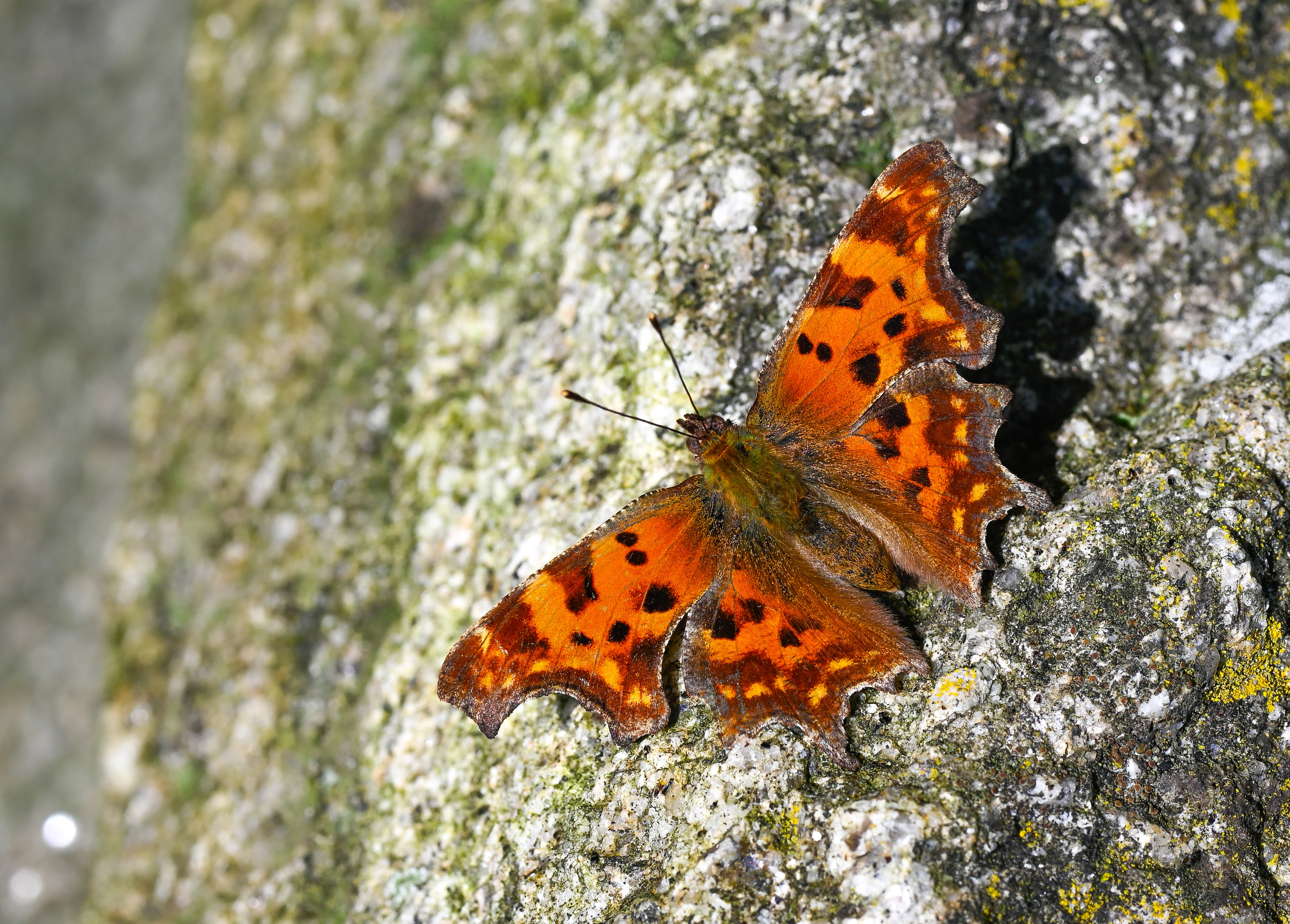 Polygonia c-album (Yırtık pırtık) butterfly photo