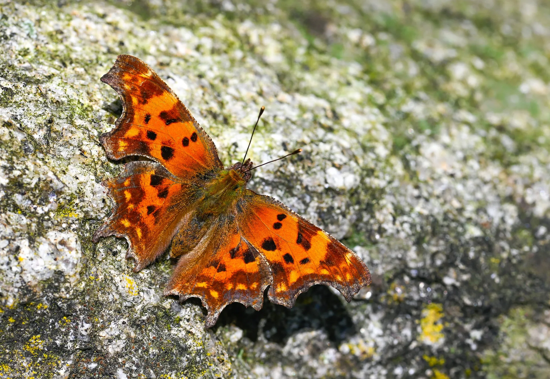 Polygonia c-album (YÄ±rtÄ±k pÄ±rtÄ±k) butterfly photo